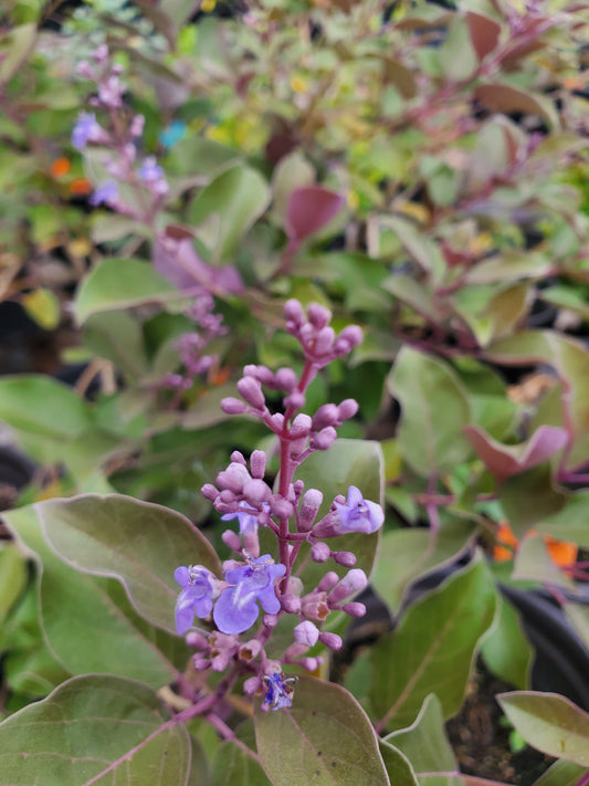 Vitex Trifolia 'Purpurea' --Arabian Lilac--