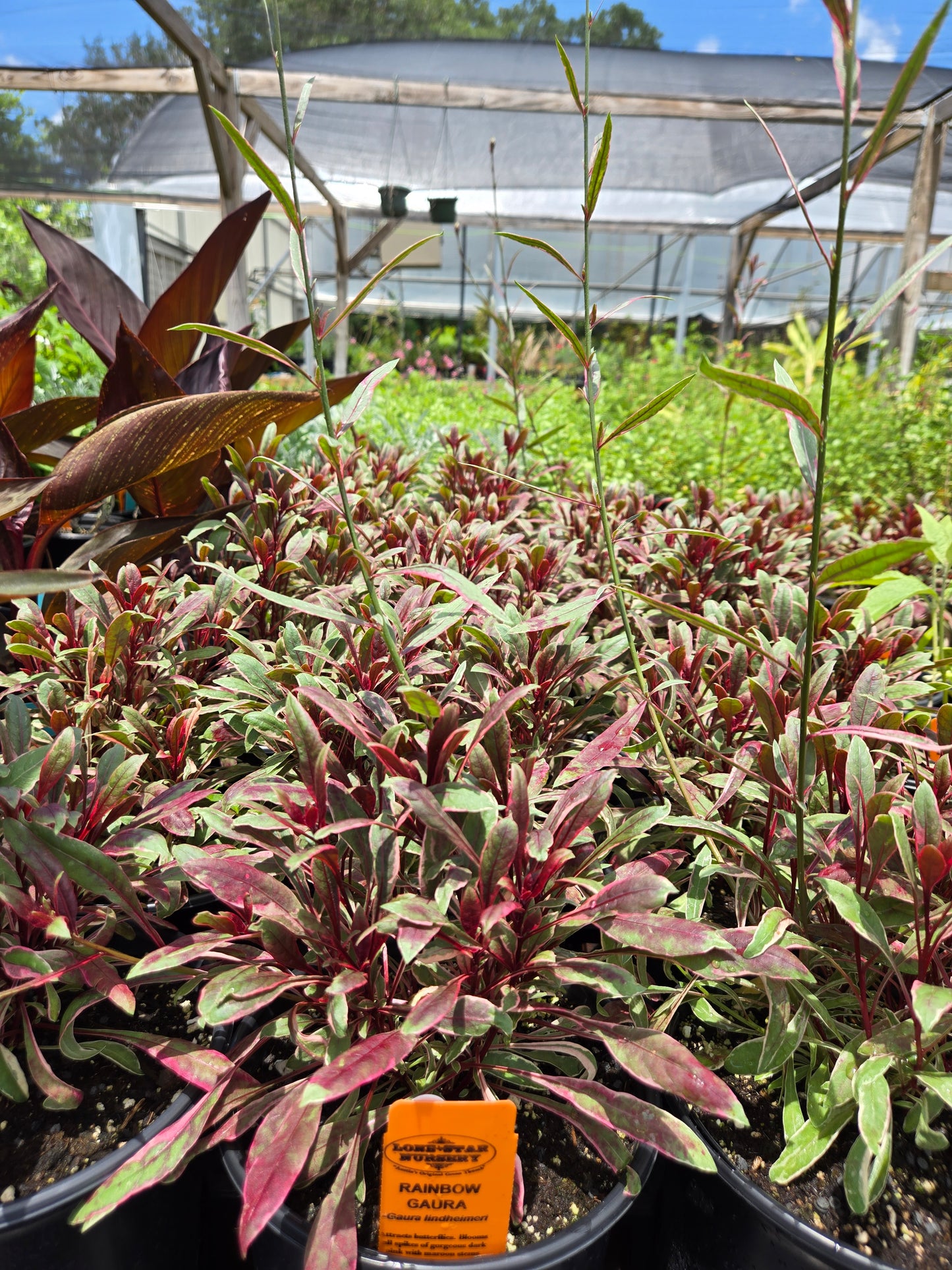 Gaura lindheimeri 'Rainbow'