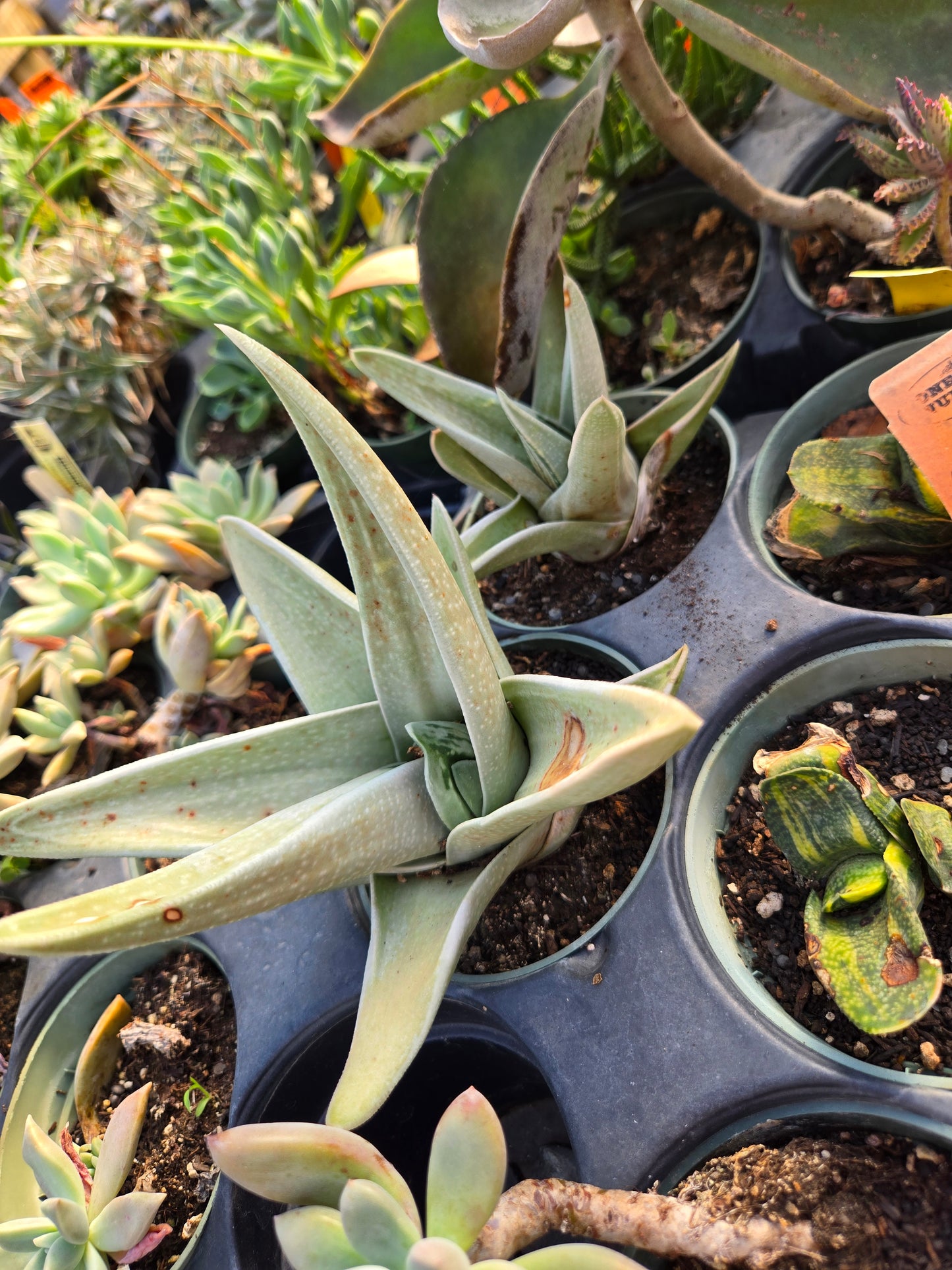 Gasteria brachyphylla 'Frosty'