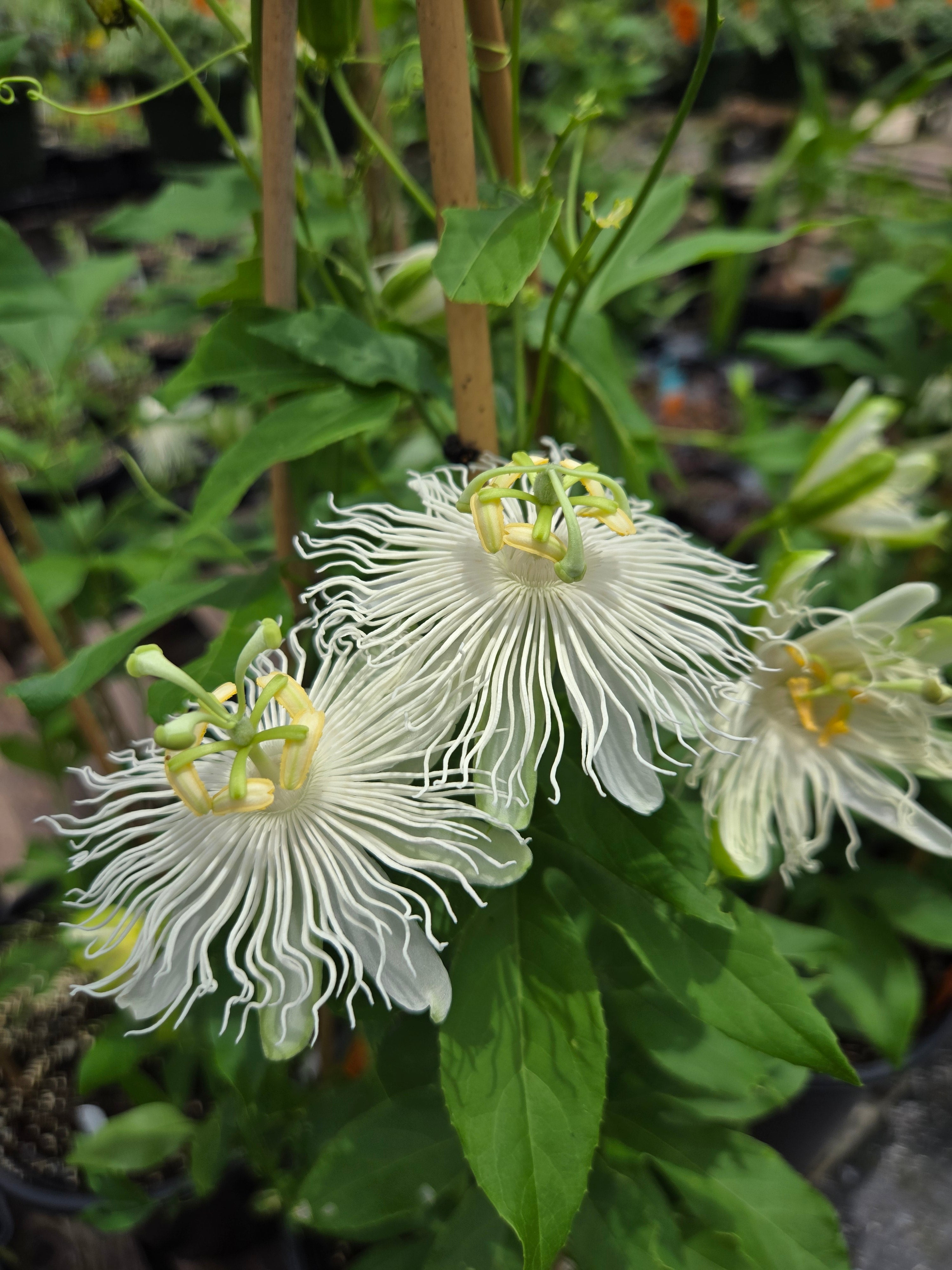 prayer plant white flowers PASSIONFLOWER 'White' --Passiflora incarnata 'Alba'--