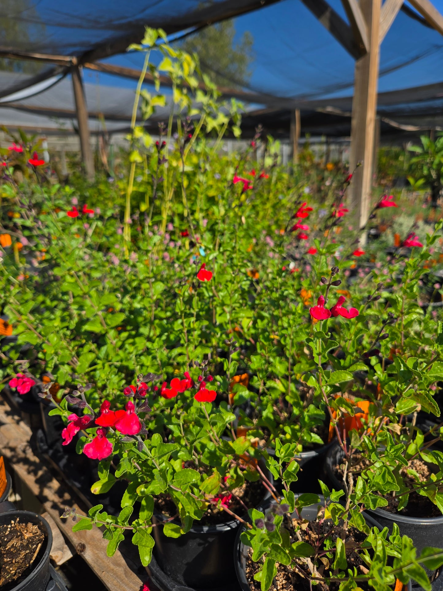Salvia greggii --Red Velvet Autumn Sage--