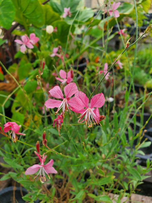 Oenothera lindheimeri --Lindheimer's Pink Beeblossom--