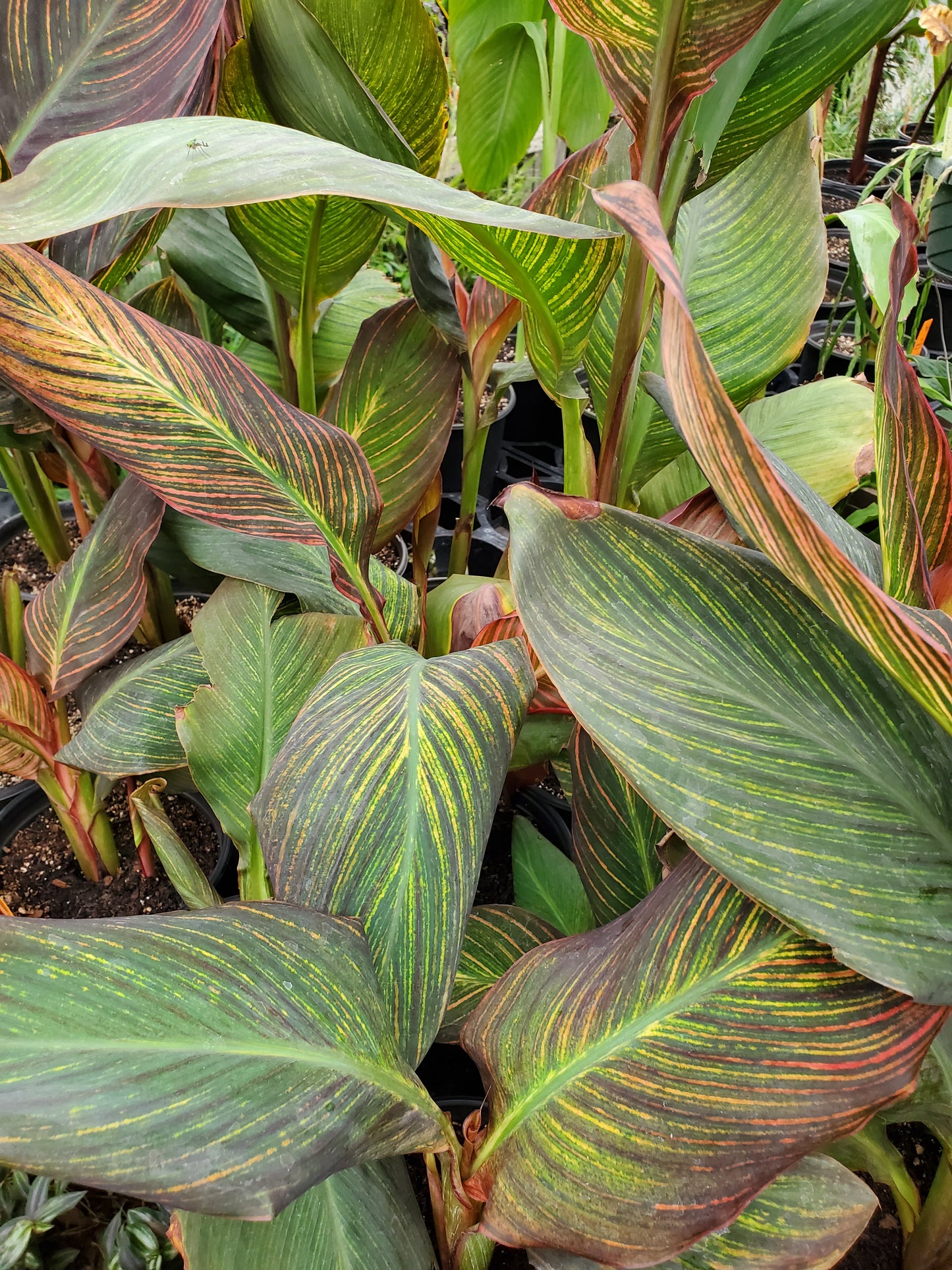 Canna x generalis 'Phasion'