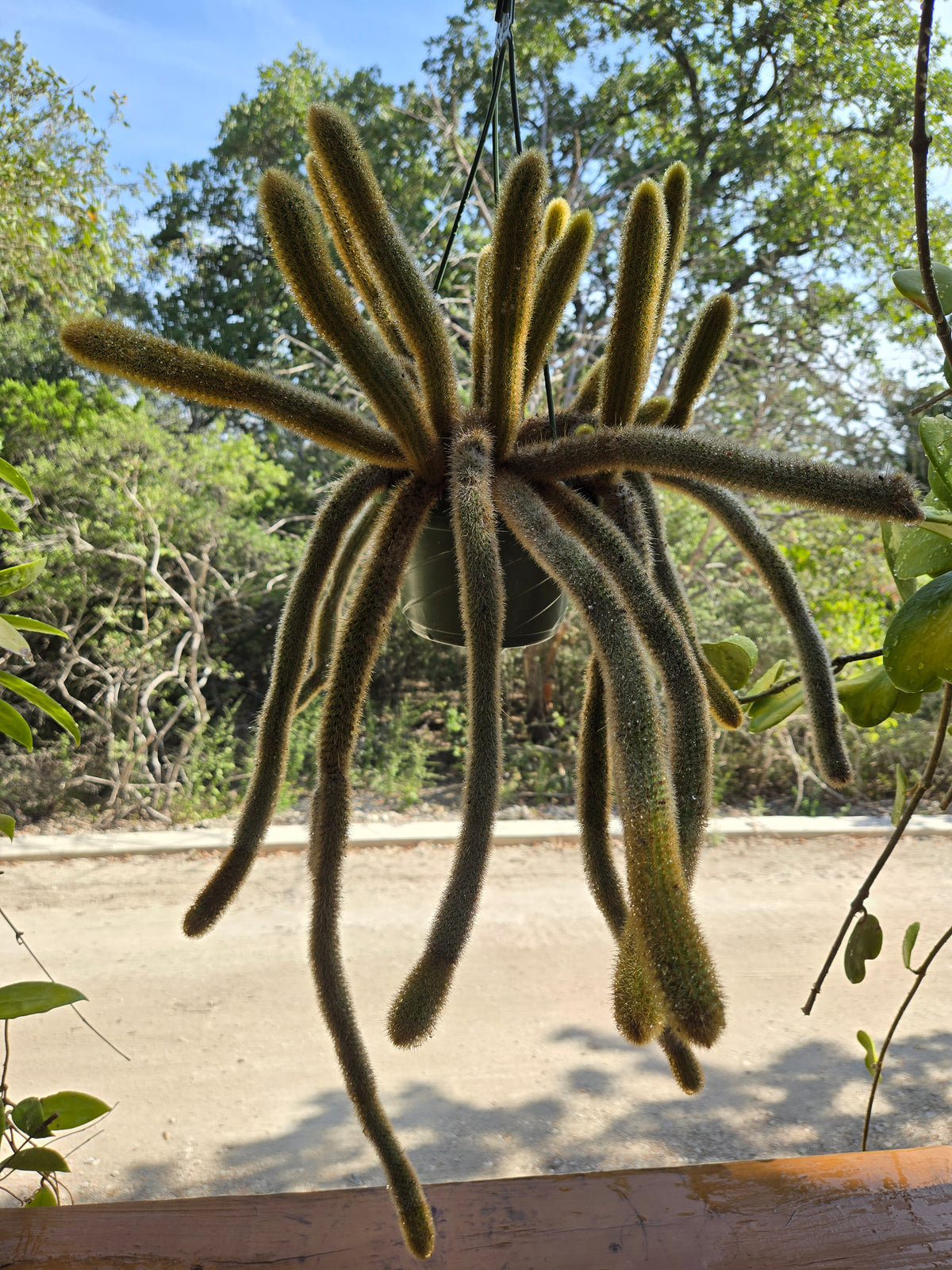 Cleistocactus winteri --Golden Rat Tail--