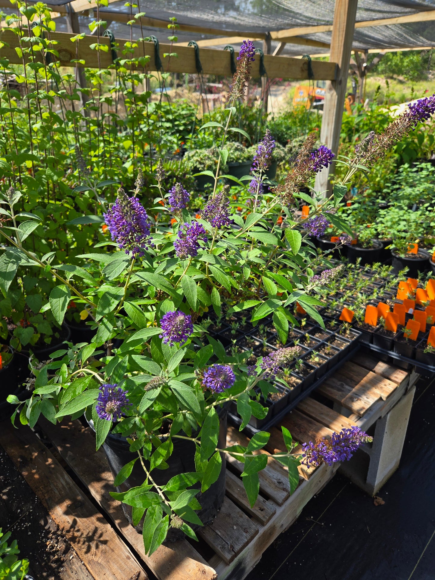 Buddleja davidii --Ellen's Blue Butterfly Bush--