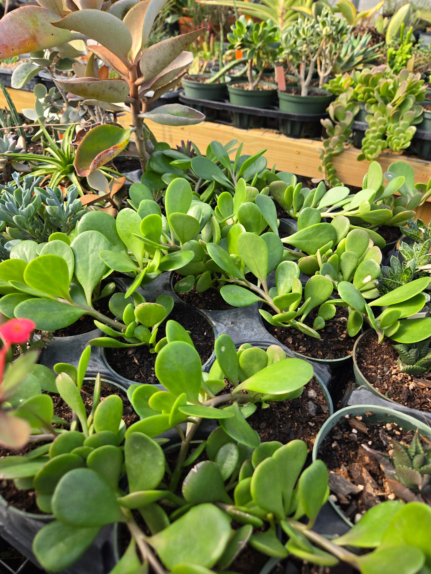 Senecio jacobsenii --Trailing Jade--