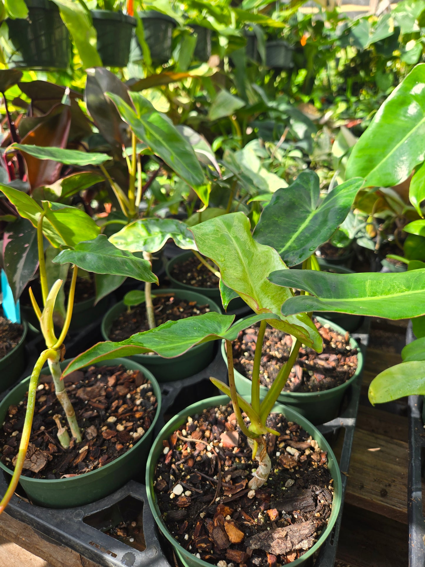 Philodendron 'Paraiso Verde'