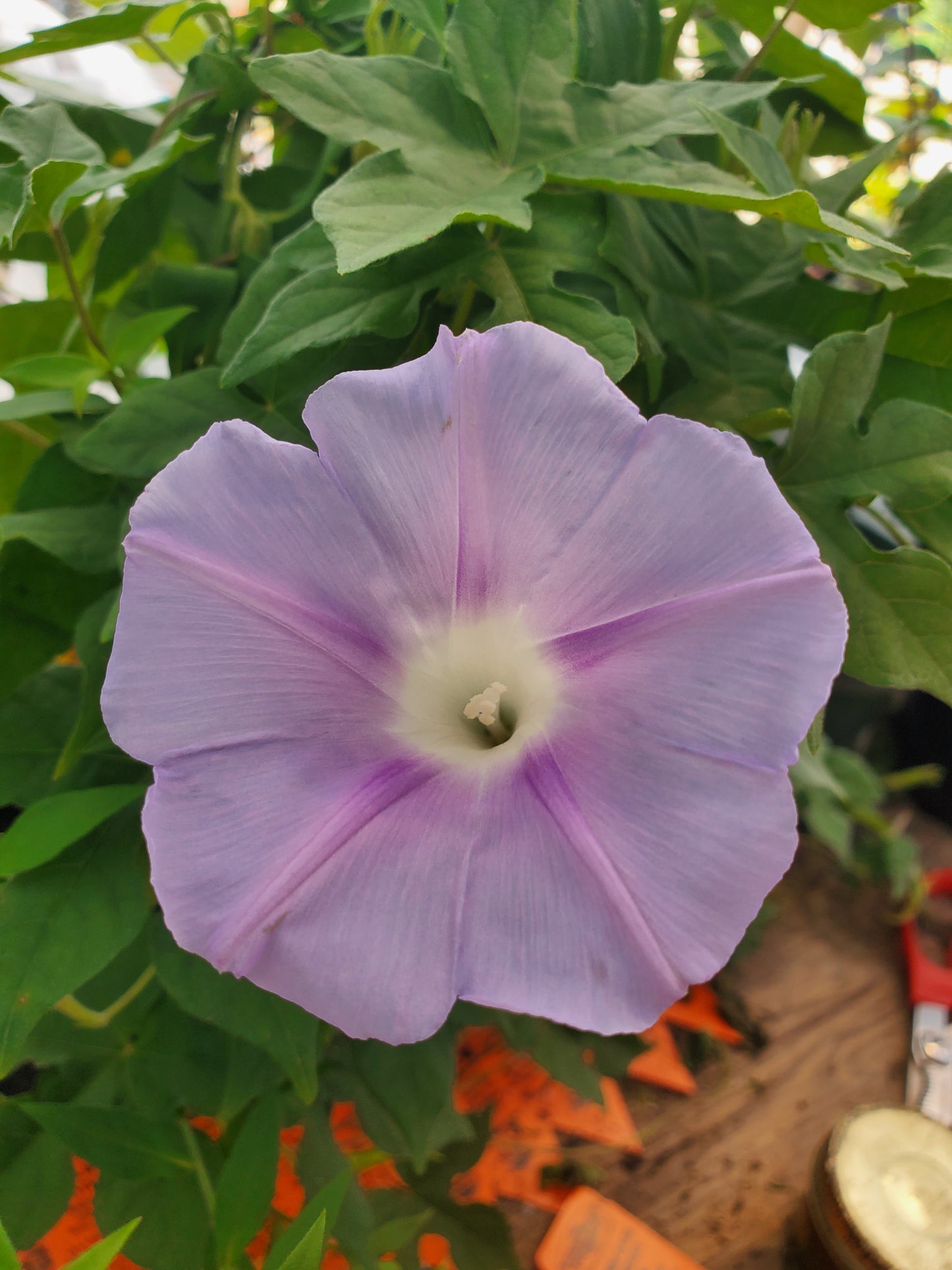 Ipomoea lindheimeri --Lindheimer's Morning Glory--