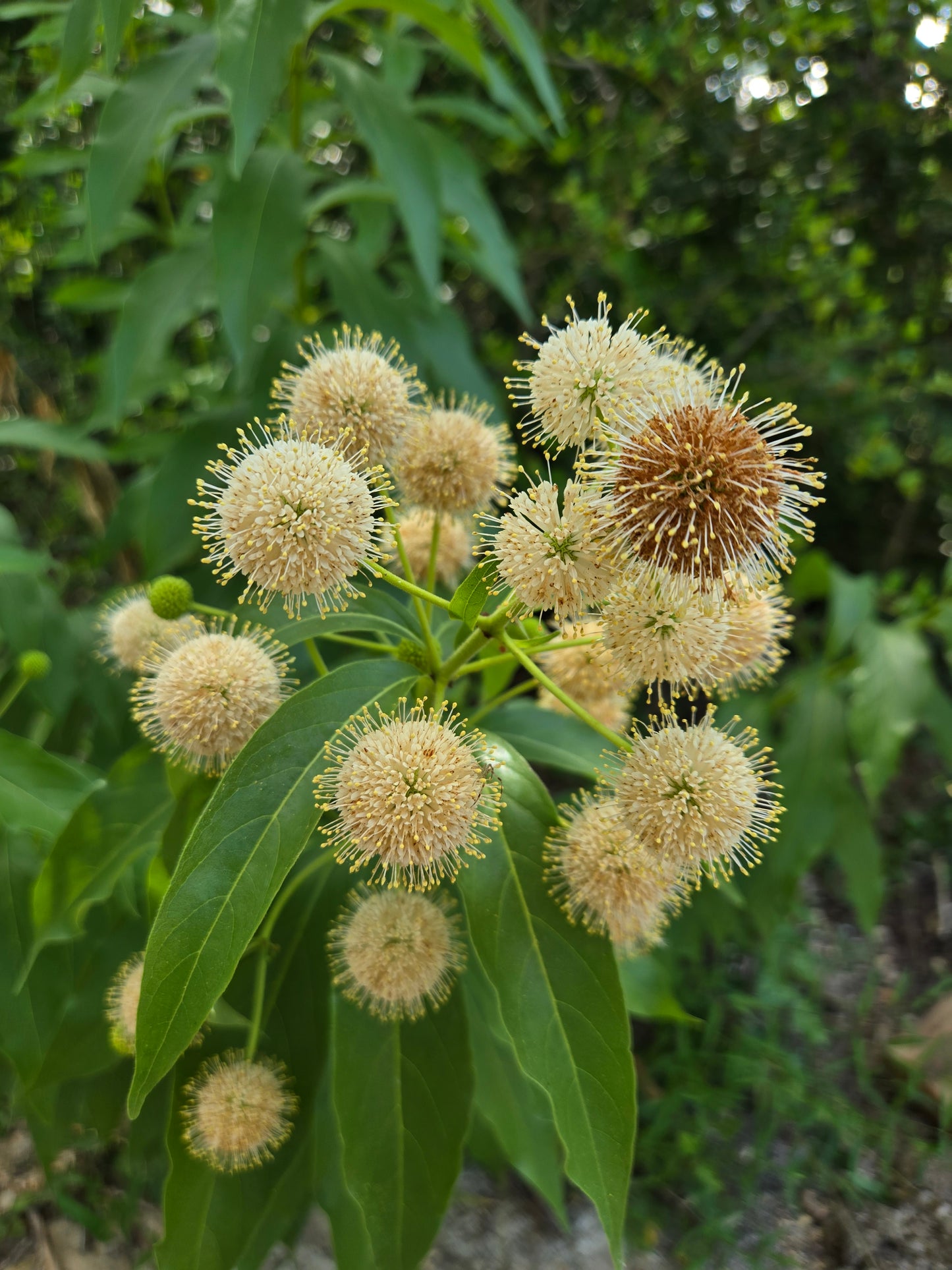 Cephalanthus occidentalis --Buttonbush--