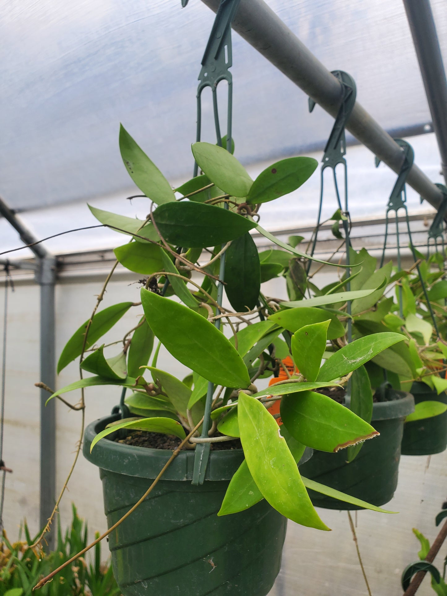 Hoya parasitica var. pink