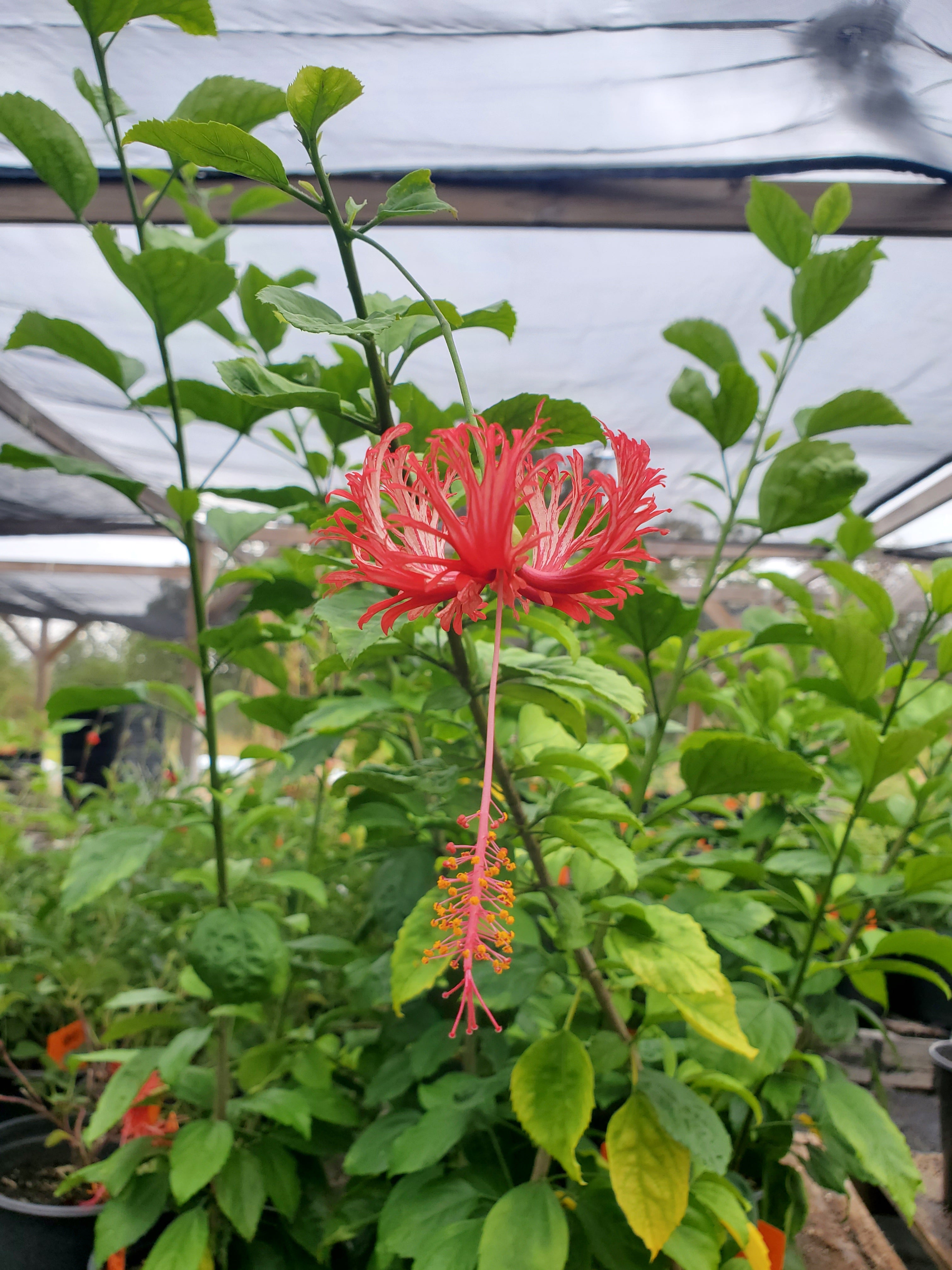 spider hibiscus plant Hibiscus schizopetalus --Aloalo Ko'akoa Hibiscus--