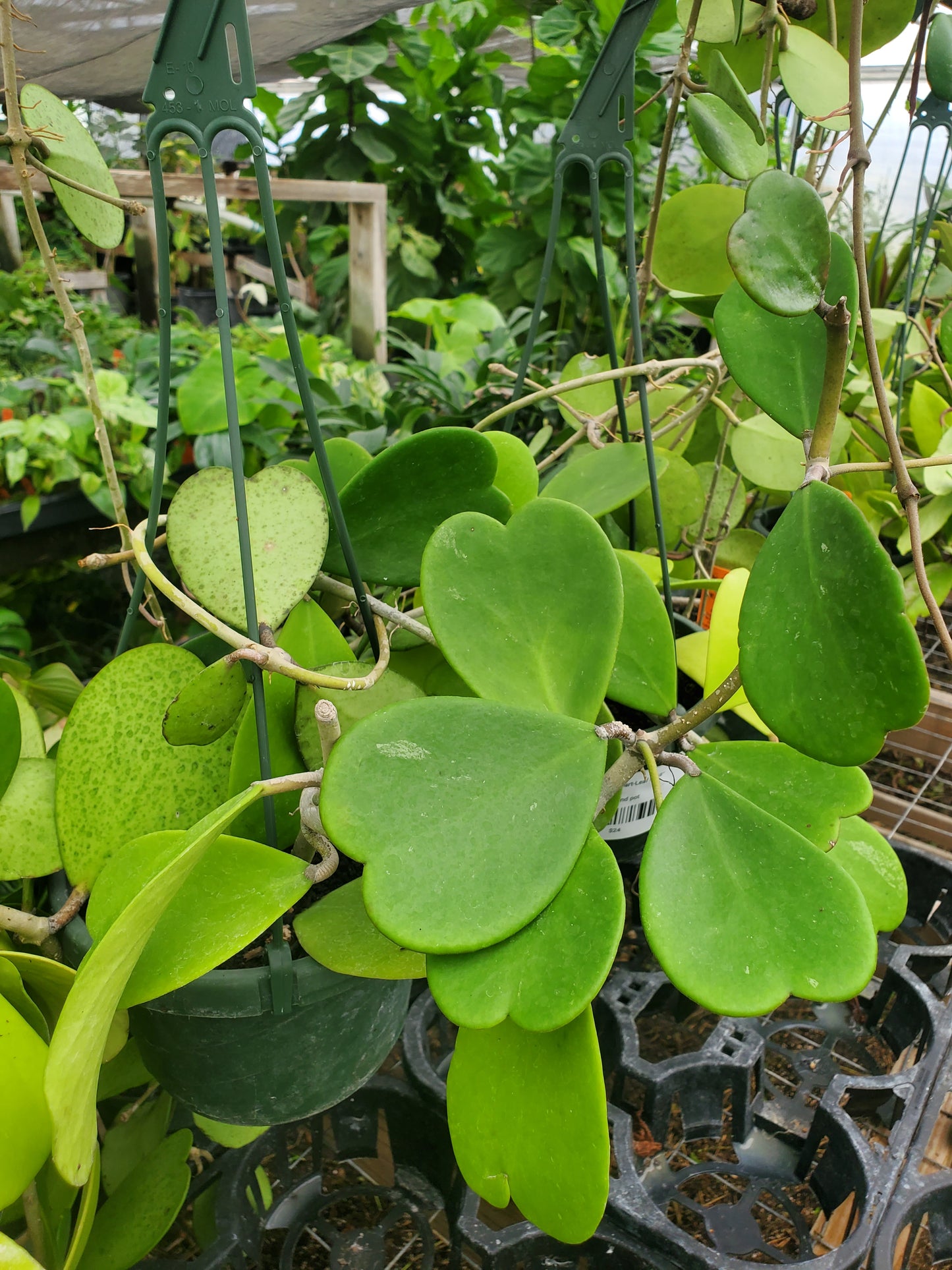 Hoya kerrii --Heart-Leaf Hoya--