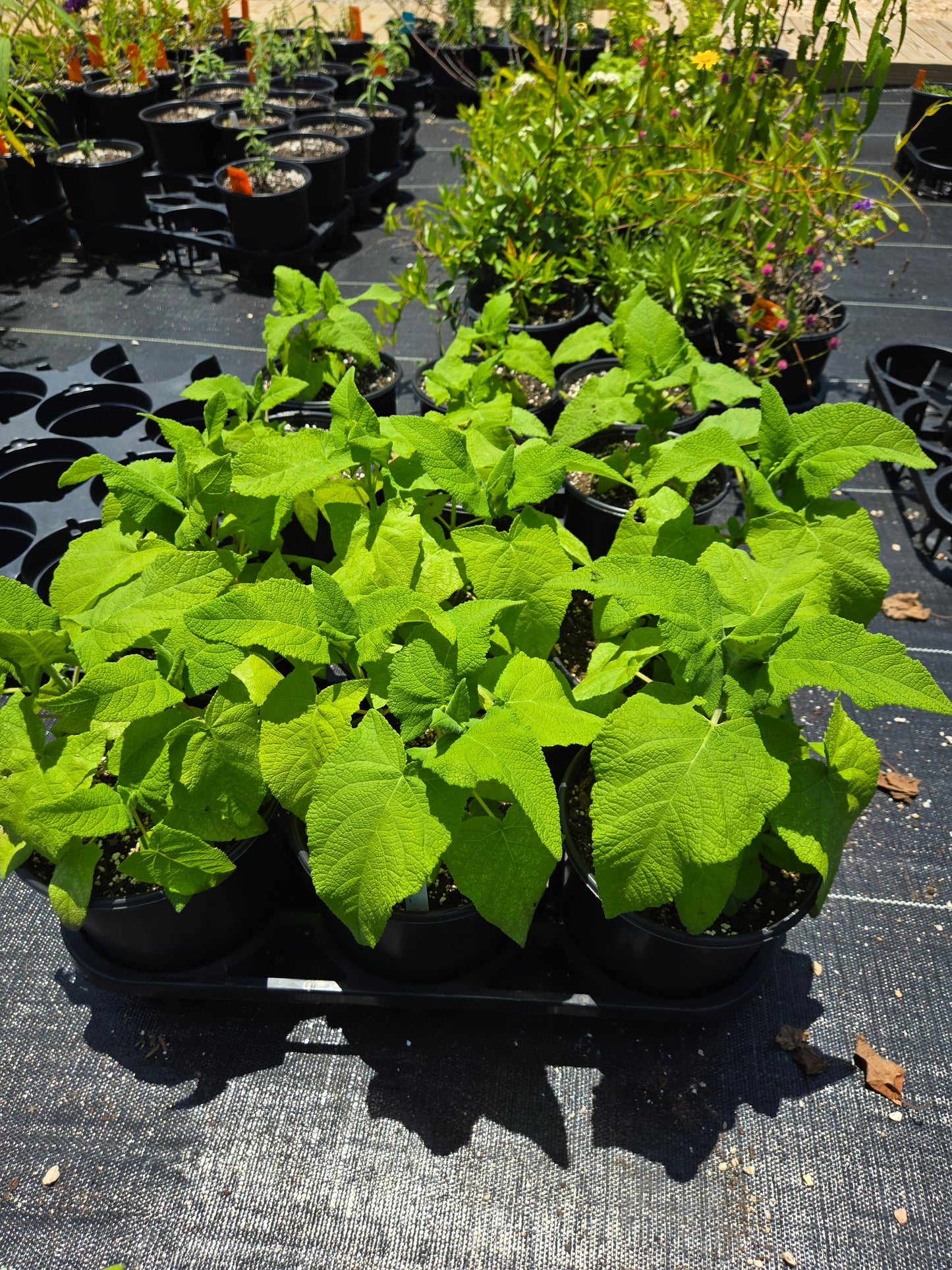 Salvia sagittata --Arrowleaf Sage--