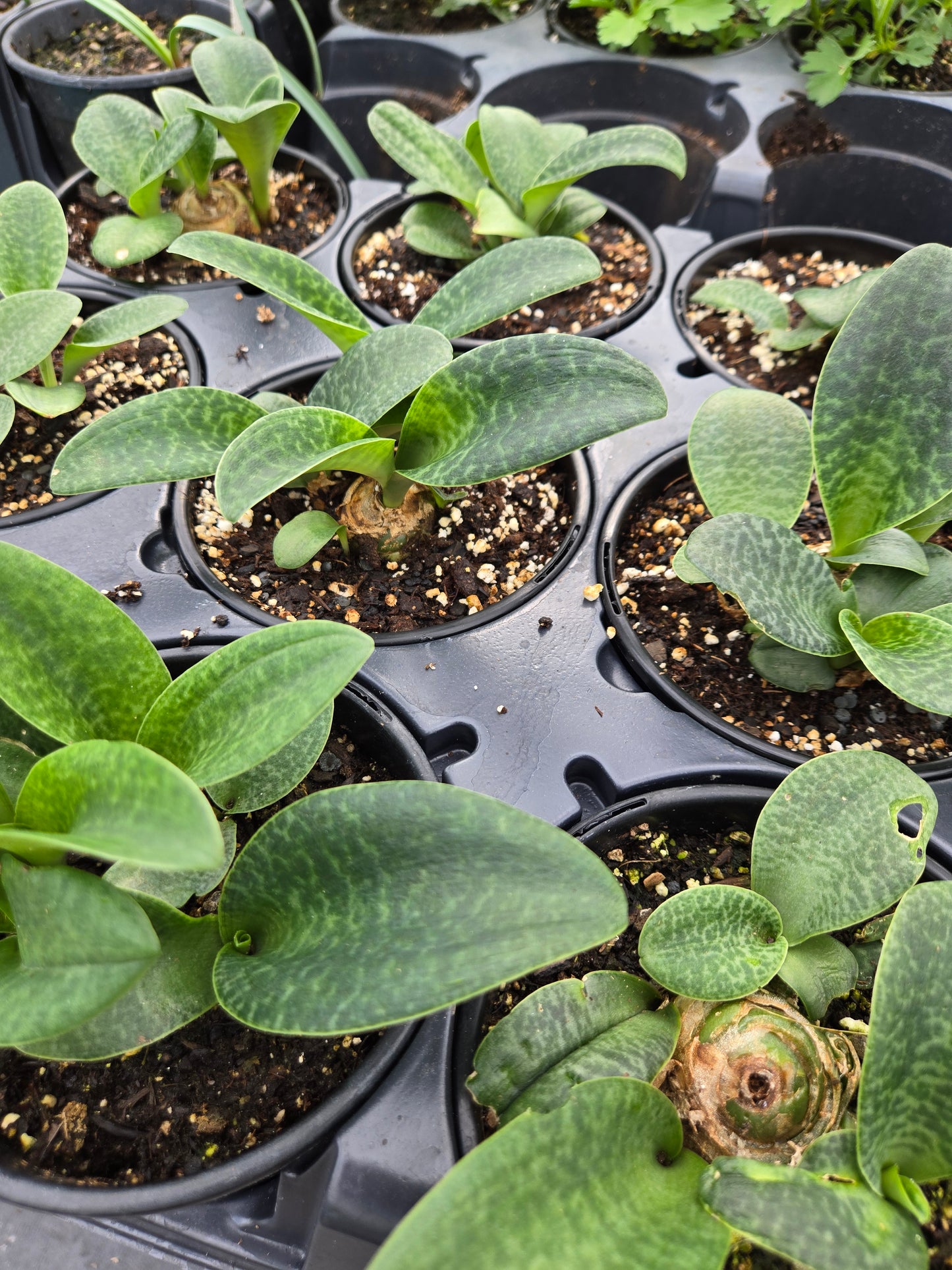 Ledebouria botryoides --Giant Squill--