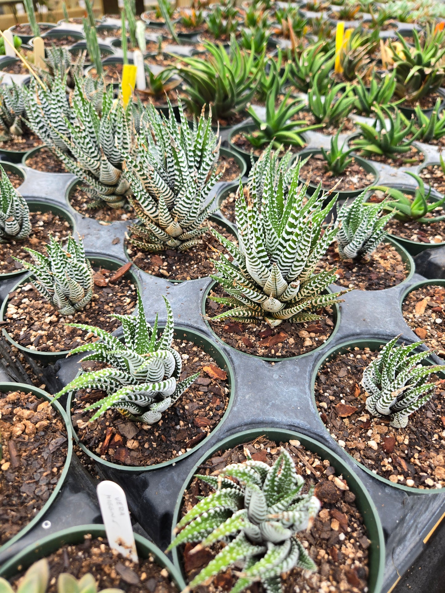 Haworthiopsis attenuata --Big Band Zebra Plant--