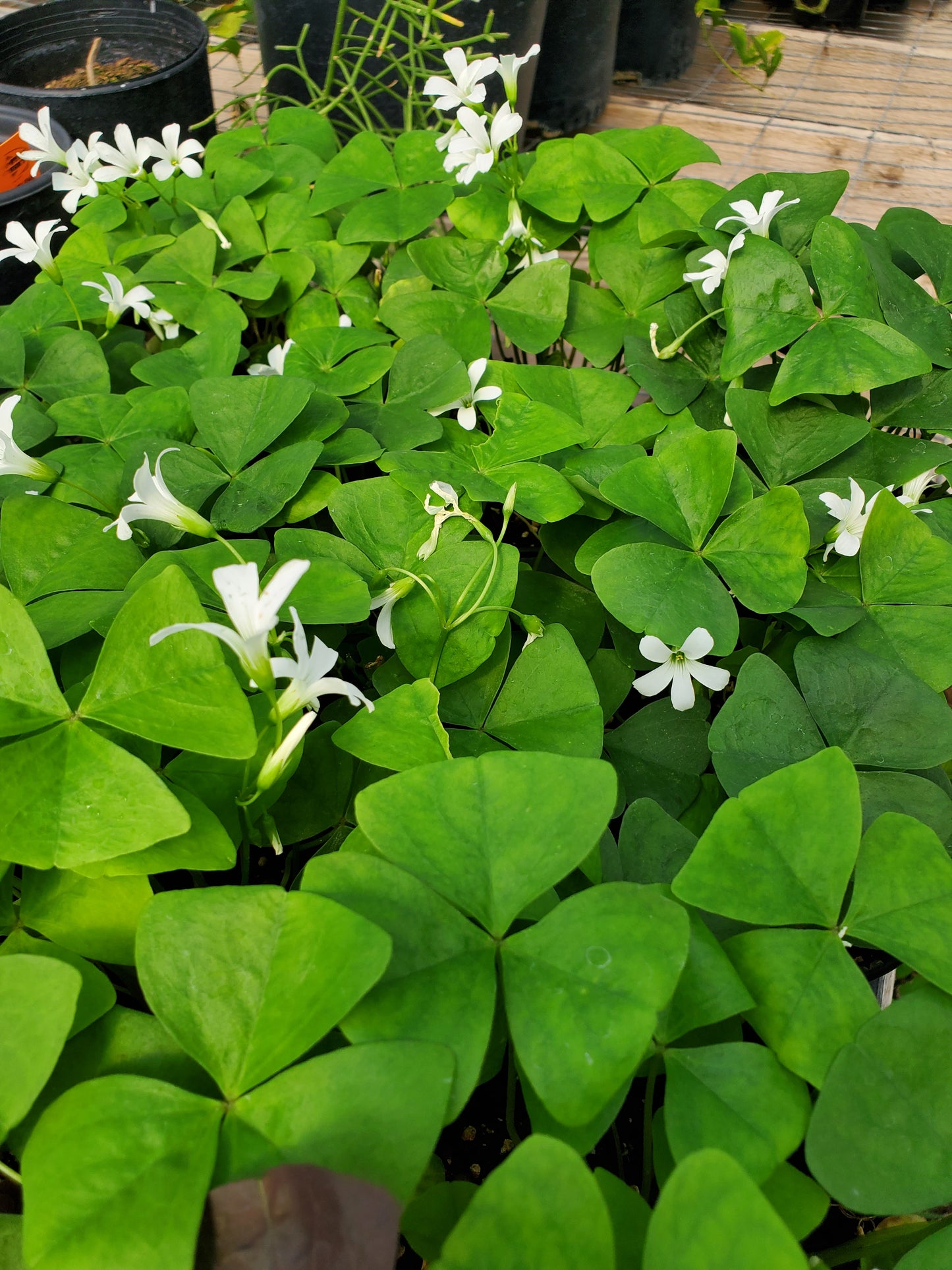 Oxalis Regnellii --Green Shamrock--