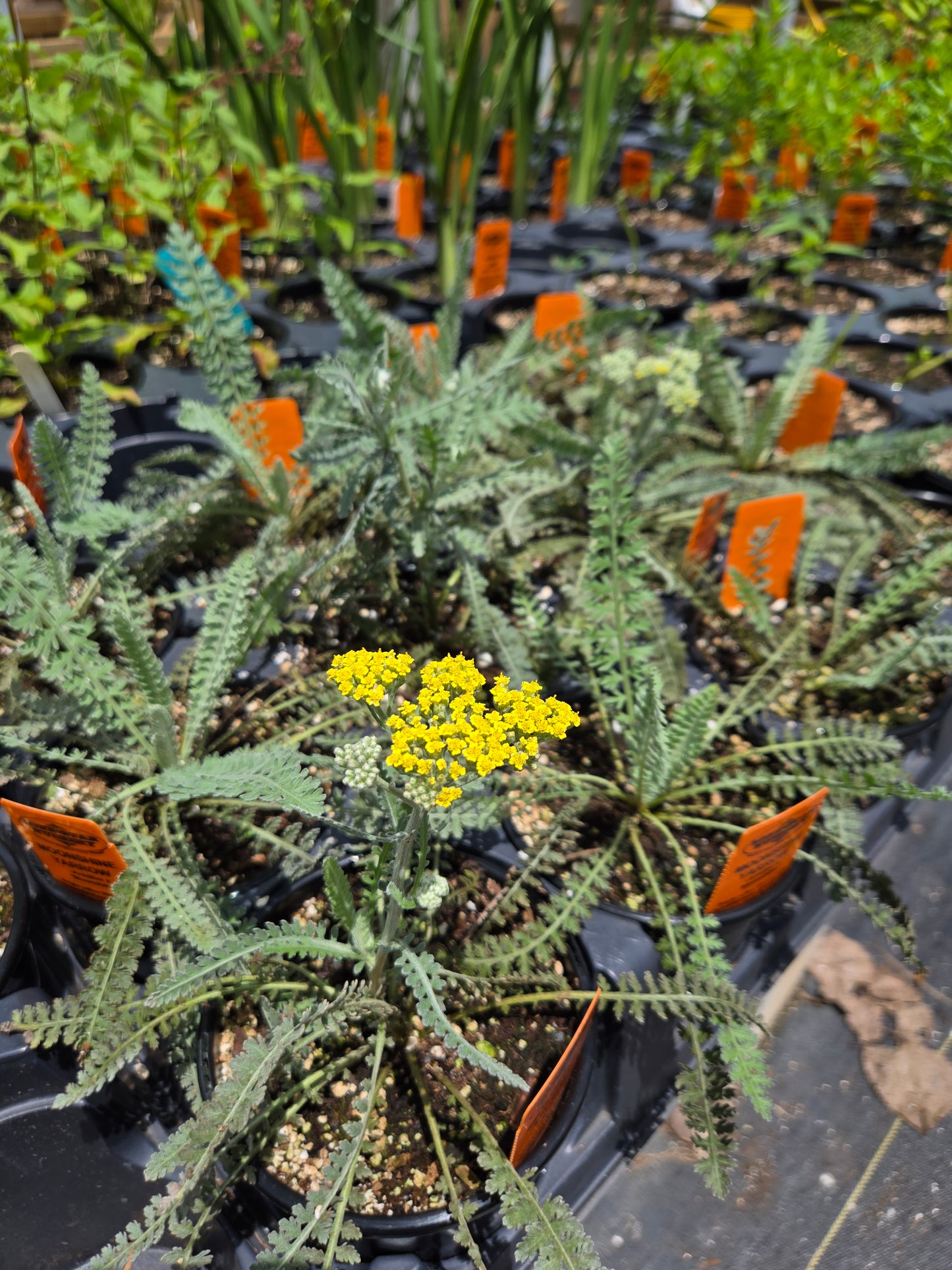 Achillea millefolium --Moonshine Yarrow--