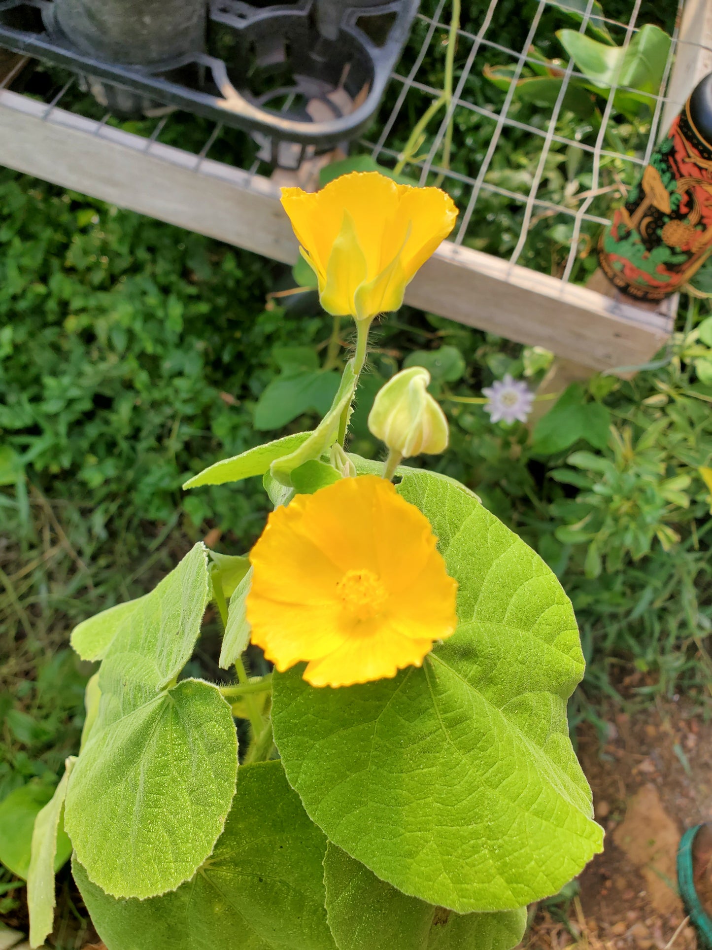 Abutilon grandifolium --Hairy Flowering Maple--