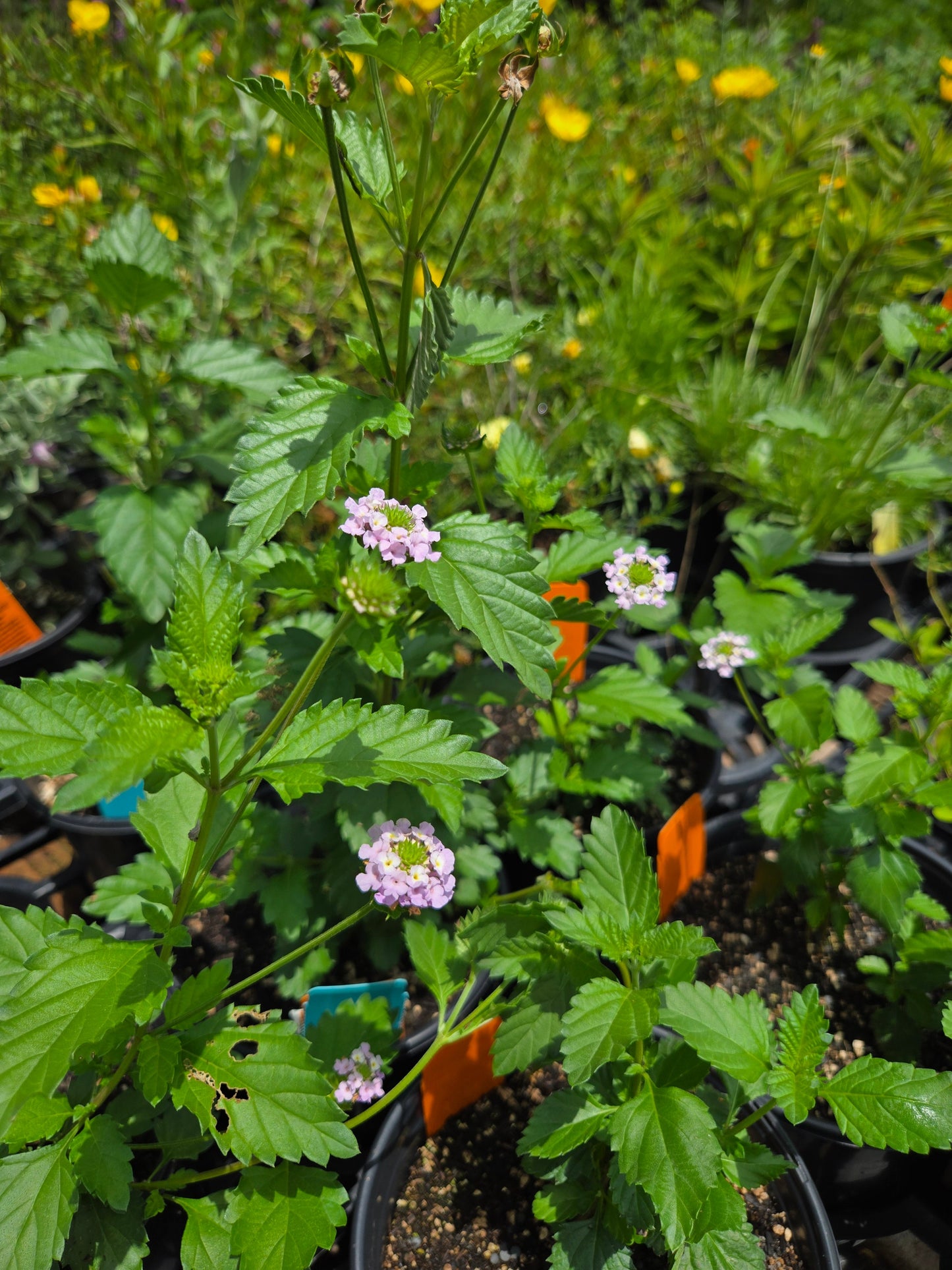 Lantana achyranthifolia --Brushland Shrubverbena--