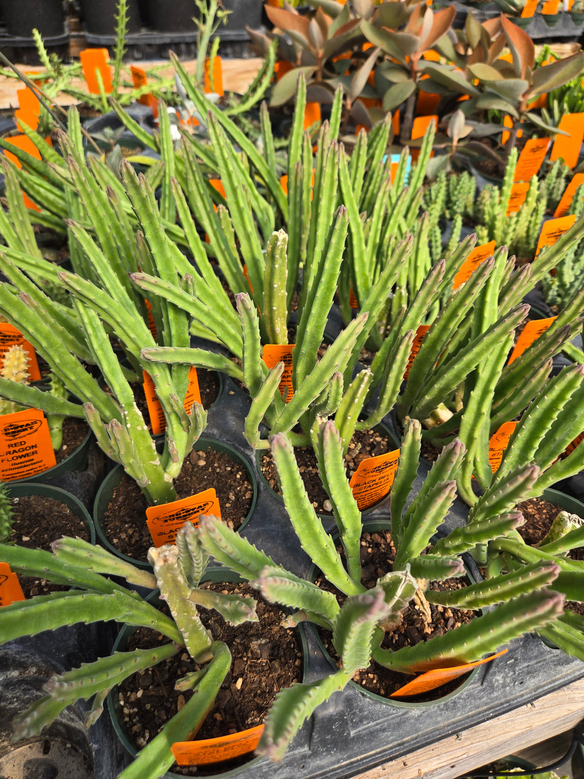 Stapelia leendertziae --Black Bells--