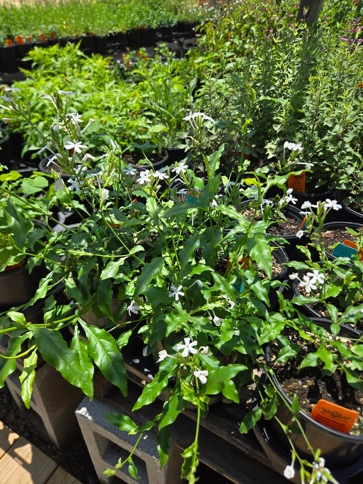Plumbago scandens --Doctorbush--