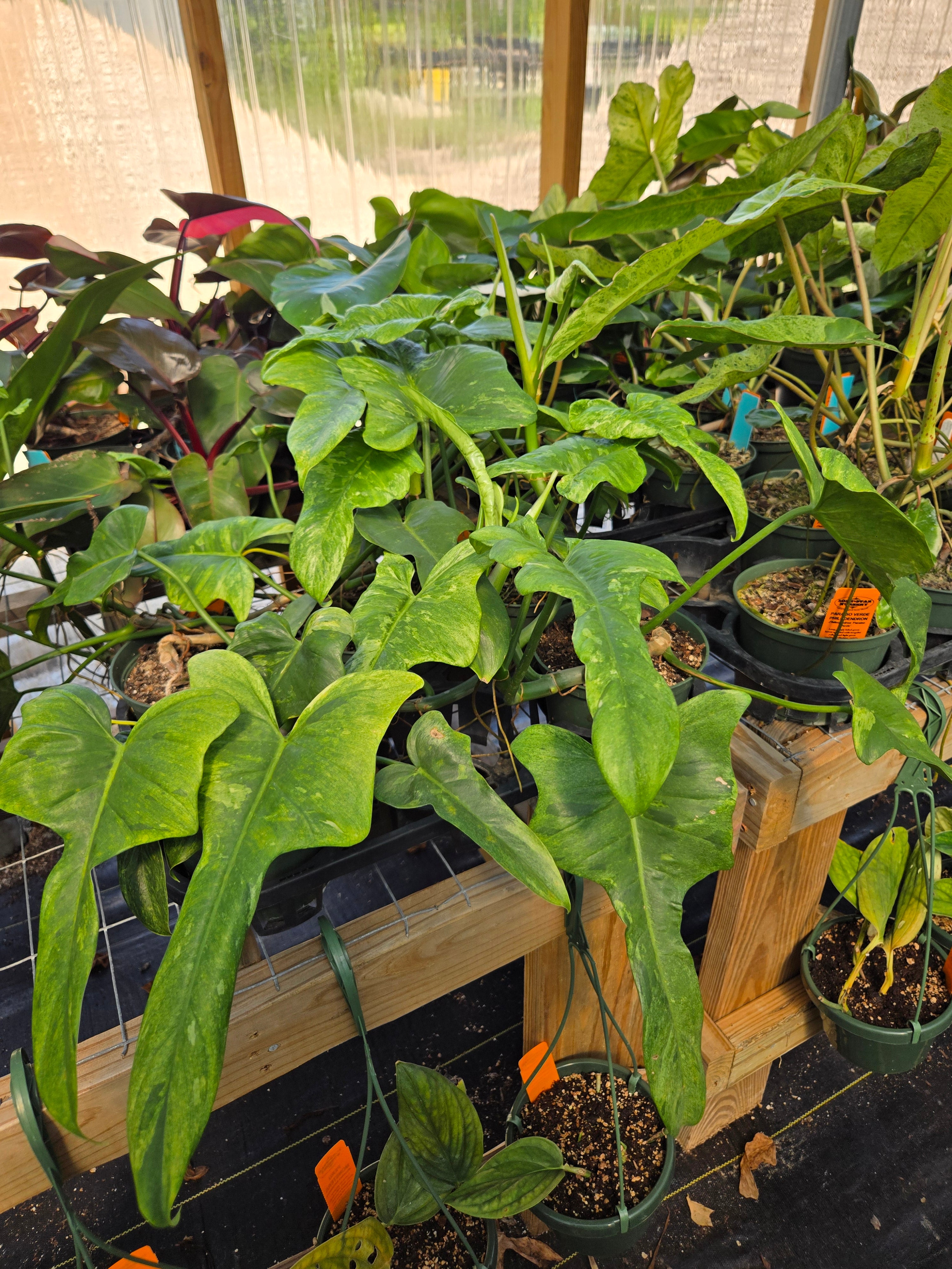 philodendron gardenista Philodendron bipennifolium 'Splash Go