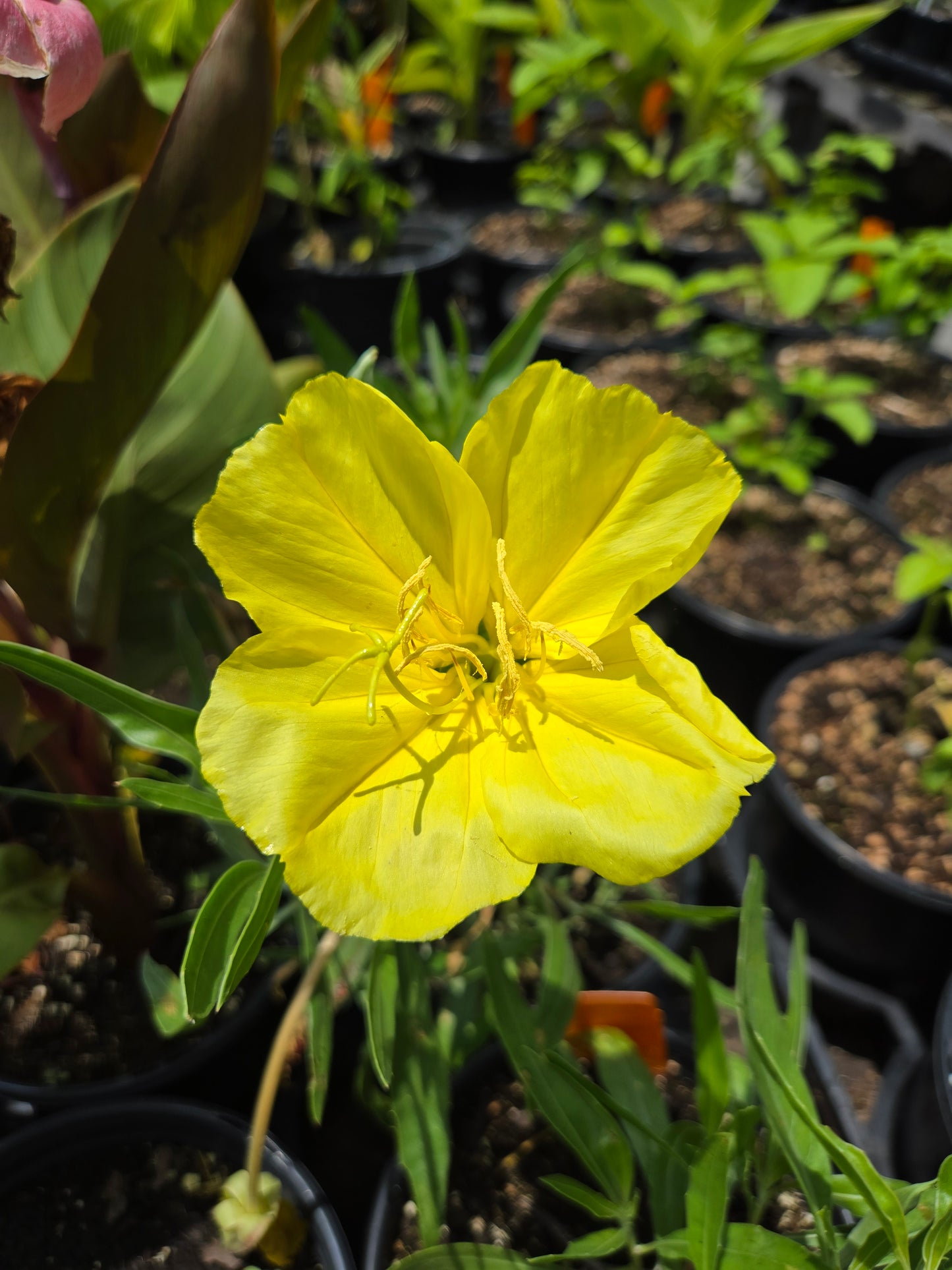 Oenothera macrocarpa --Fluttermill Evening Primrose--