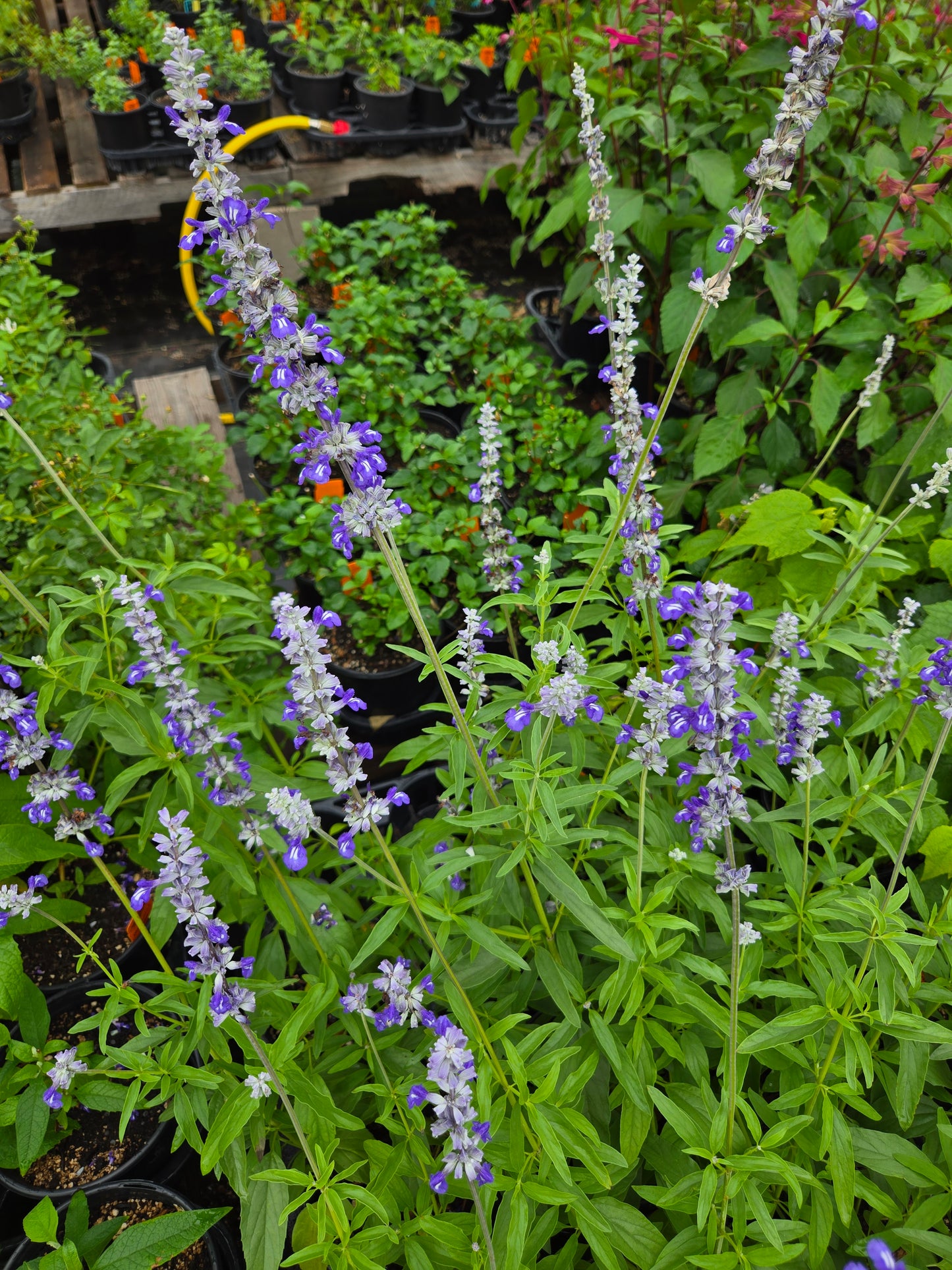 Salvia farinacea --Mealycup Purple-White Bicolor Sage--