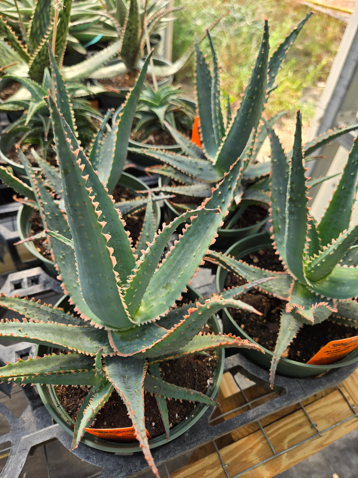 Aloe 'Jim's Hybrid'