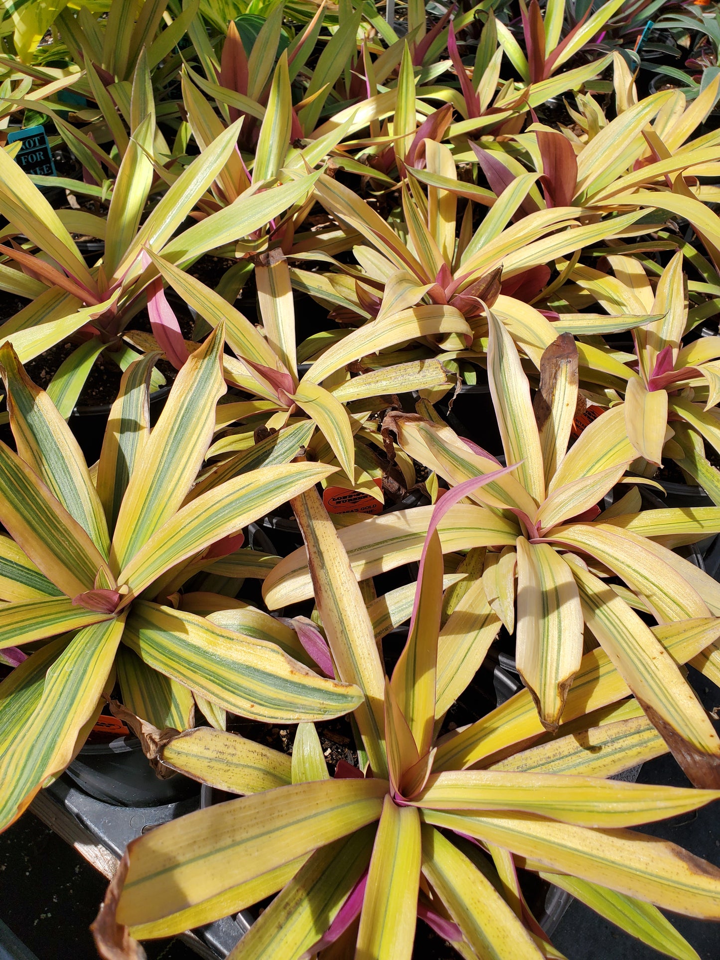 Rhoeo spathacea --Sitara's Gold Moses-in-the-Cradle--