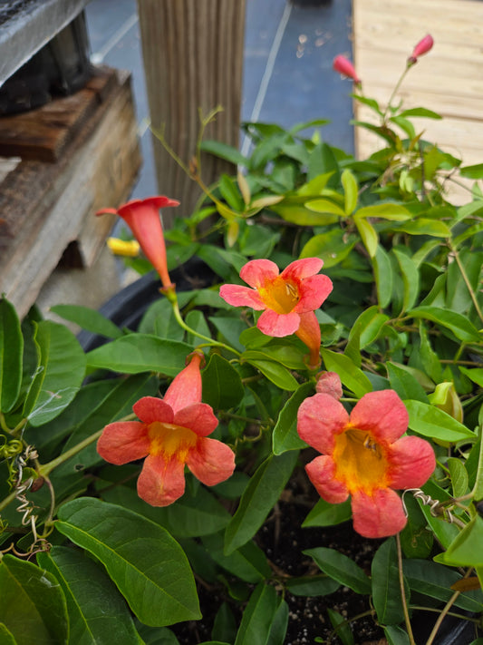 Bignonia capreolata --Tangerine Beauty Crossvine--
