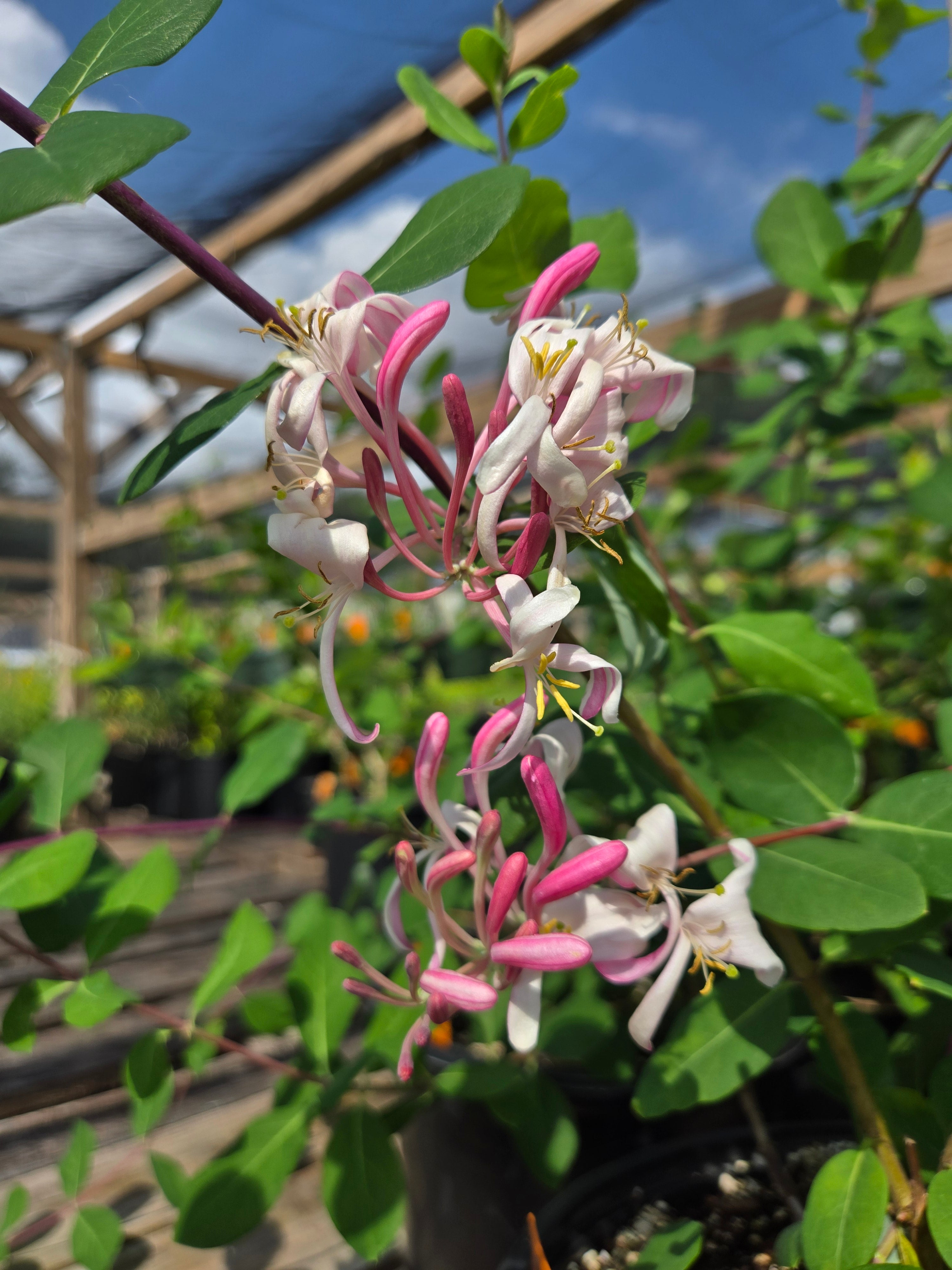 jasminum sambac plant Jasmine Sambac Houseplant - Large (1-2' tall) Grow Pot main image 0