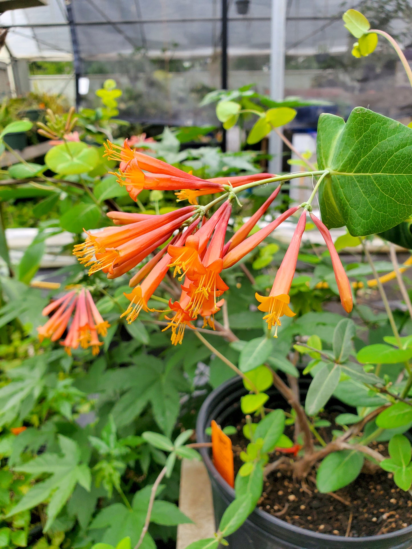 Lonicera sempervirens --Coral Honeysuckle--