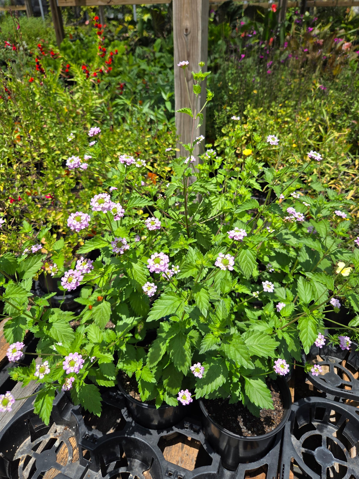 Lantana achyranthifolia --Brushland Shrubverbena--