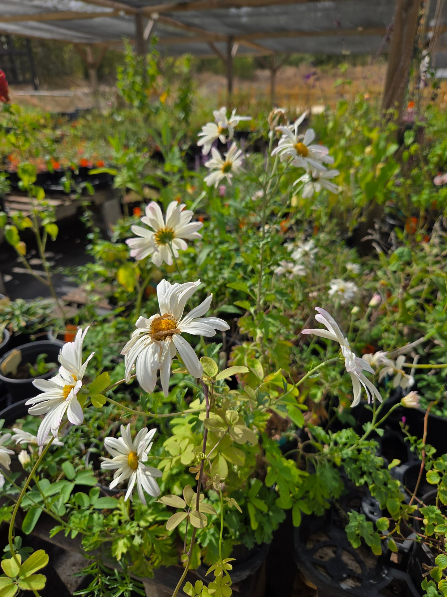 Dendranthema zawadskii --Country Girl Chrysanthemum--