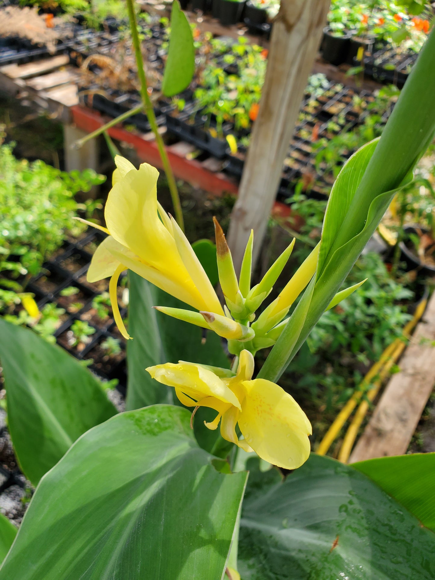 Canna glauca --Water Canna--