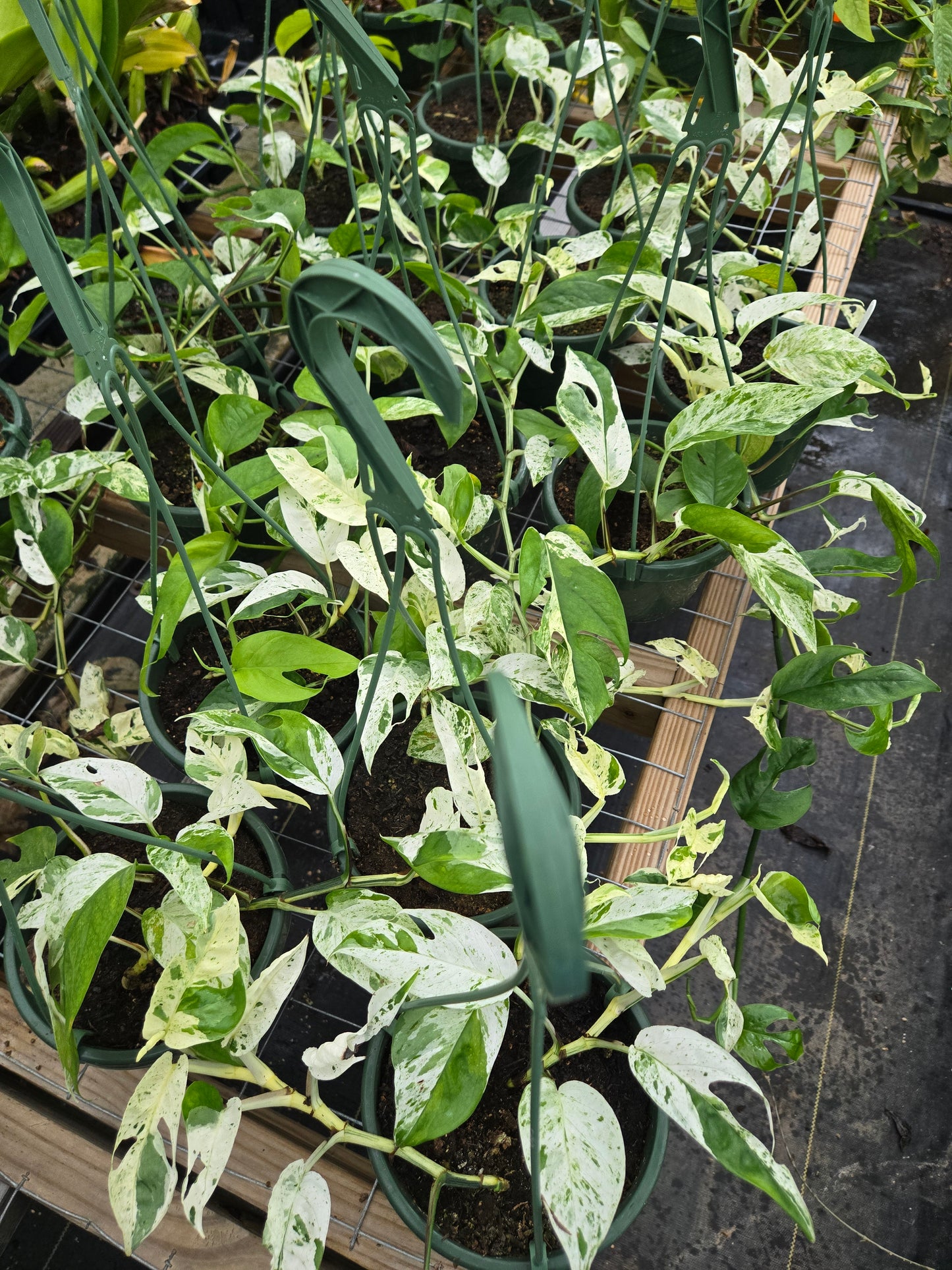Epipremnum pinnatum --Marble Pothos--