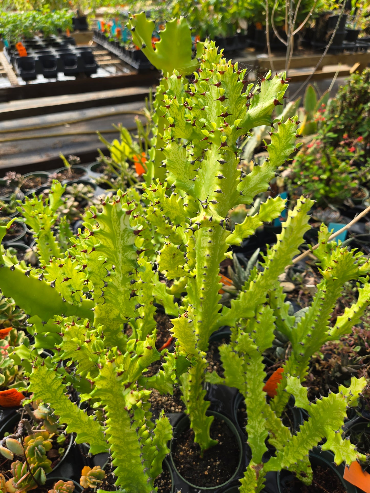 Euphorbia trigona 'Variegata'