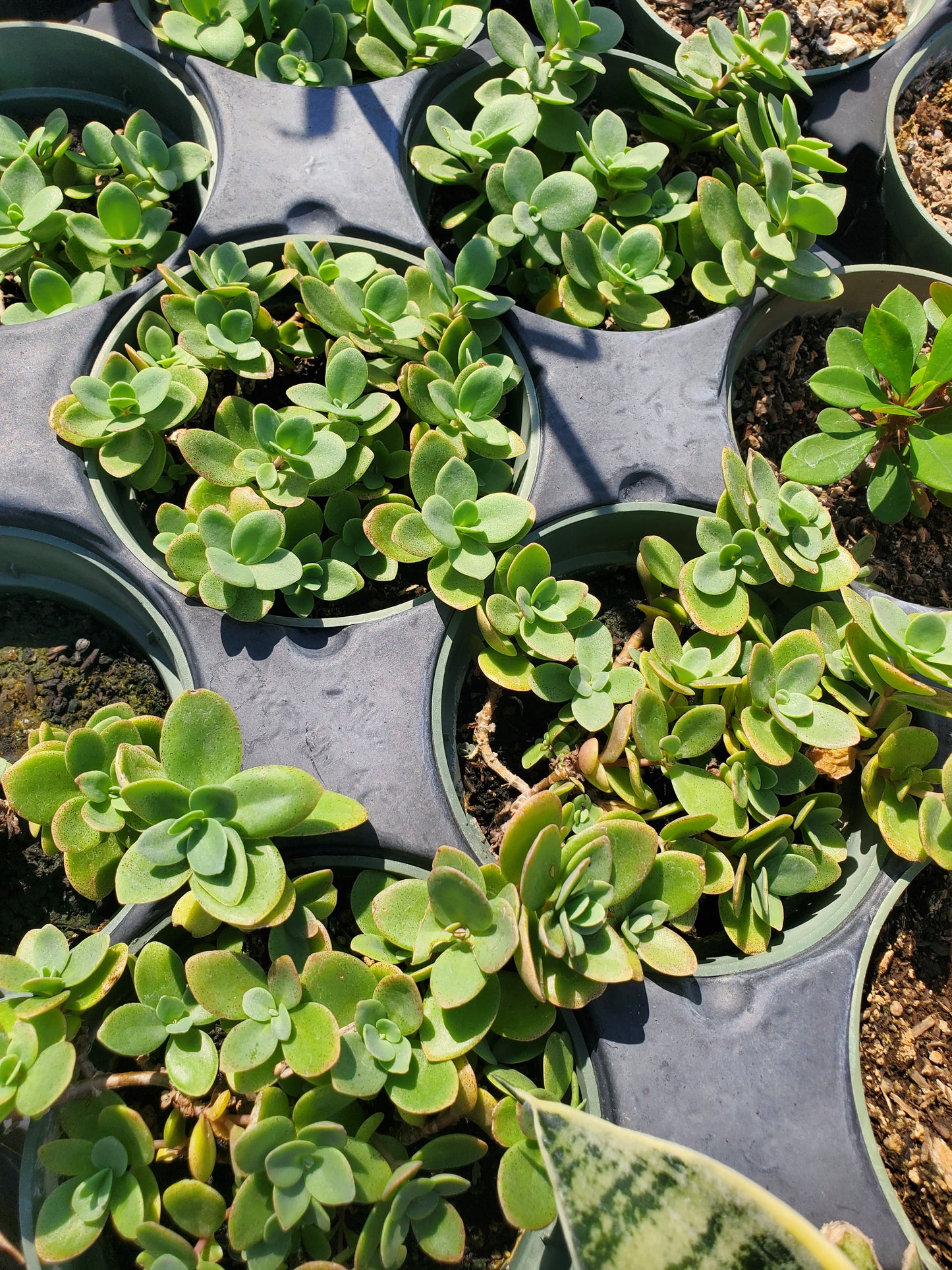 Sedum x. --Pink and Lime Stonecrop--
