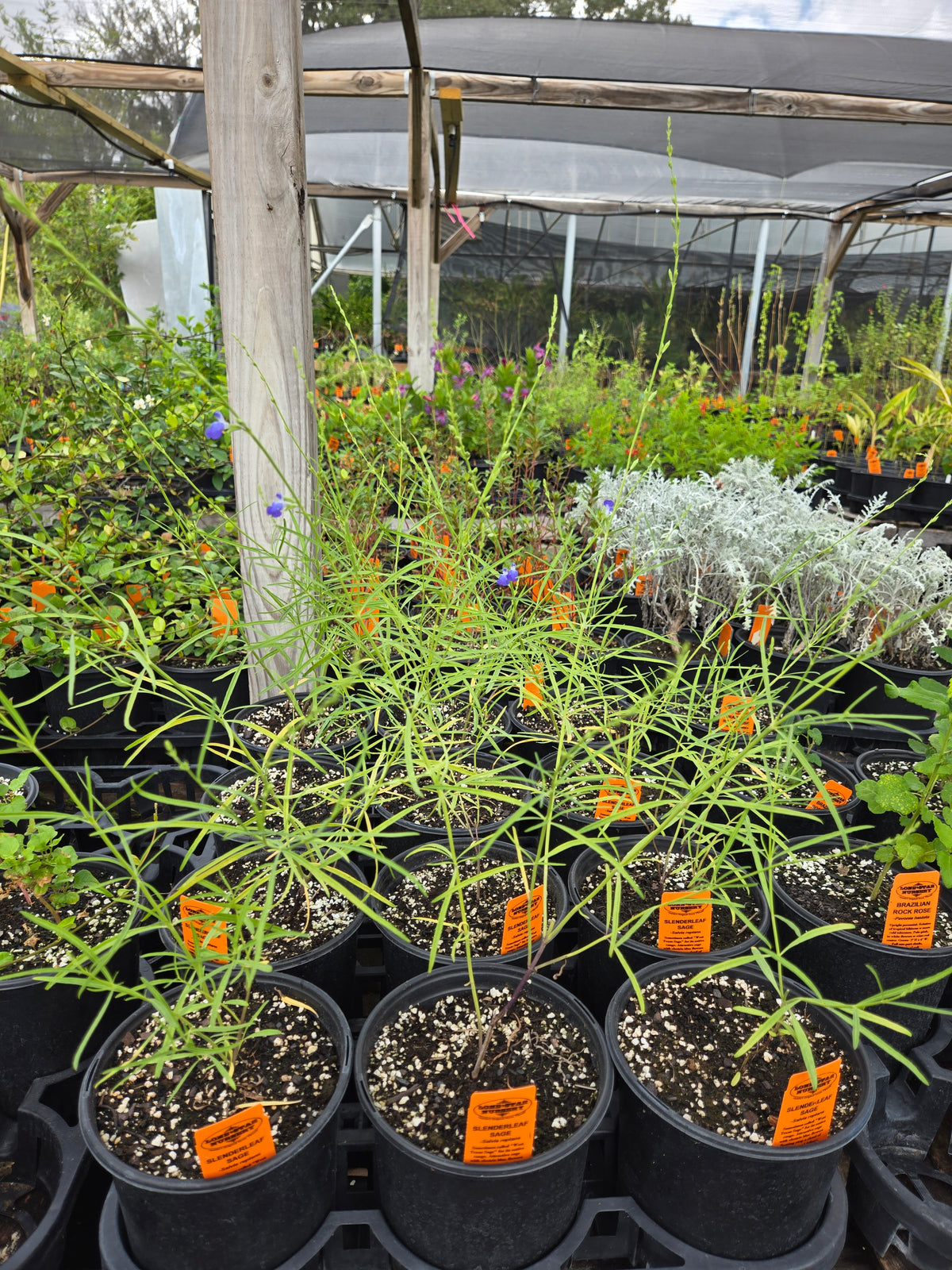Salvia reptans --Slenderleaf Sage--