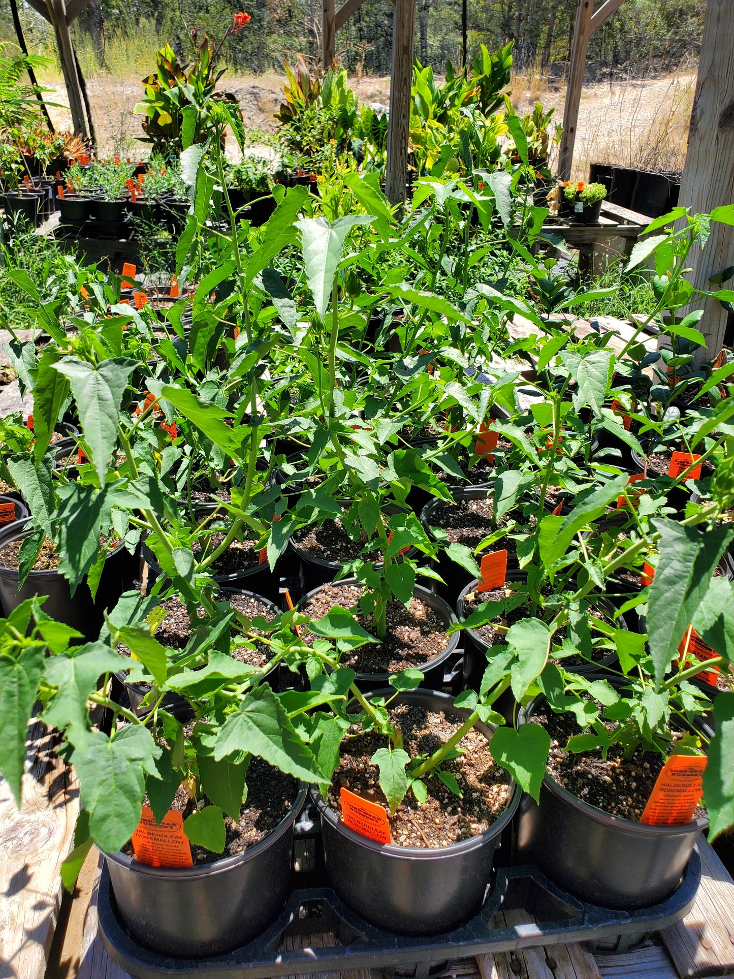 Hibiscus laevis --Halberdleaf Rosemallow--