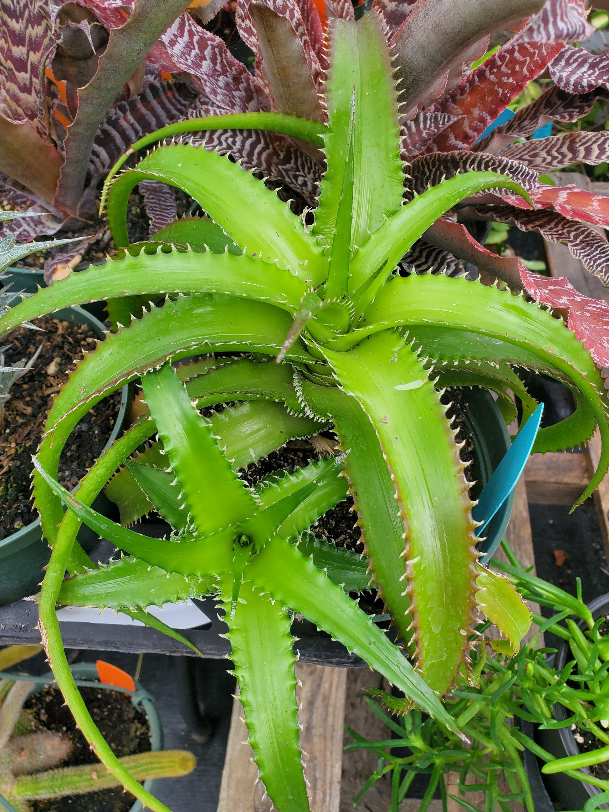 Bright orange agave-like plant with long slender leaves with spikes down both sides of each leaf