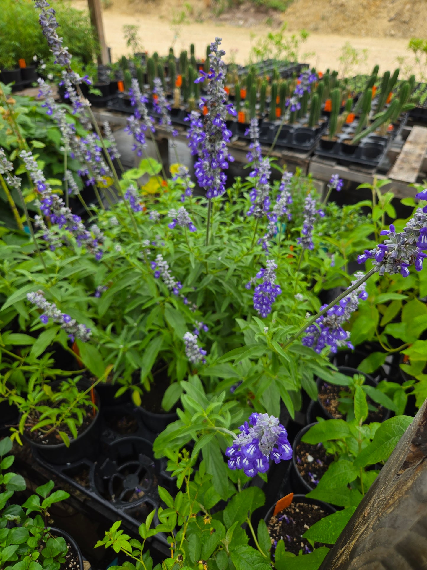 Salvia farinacea --Mealycup Purple-White Bicolor Sage--