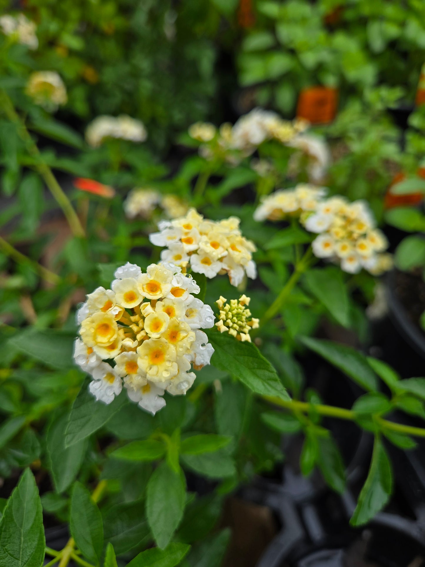Lantana camara --Cream Spreading Lantana--