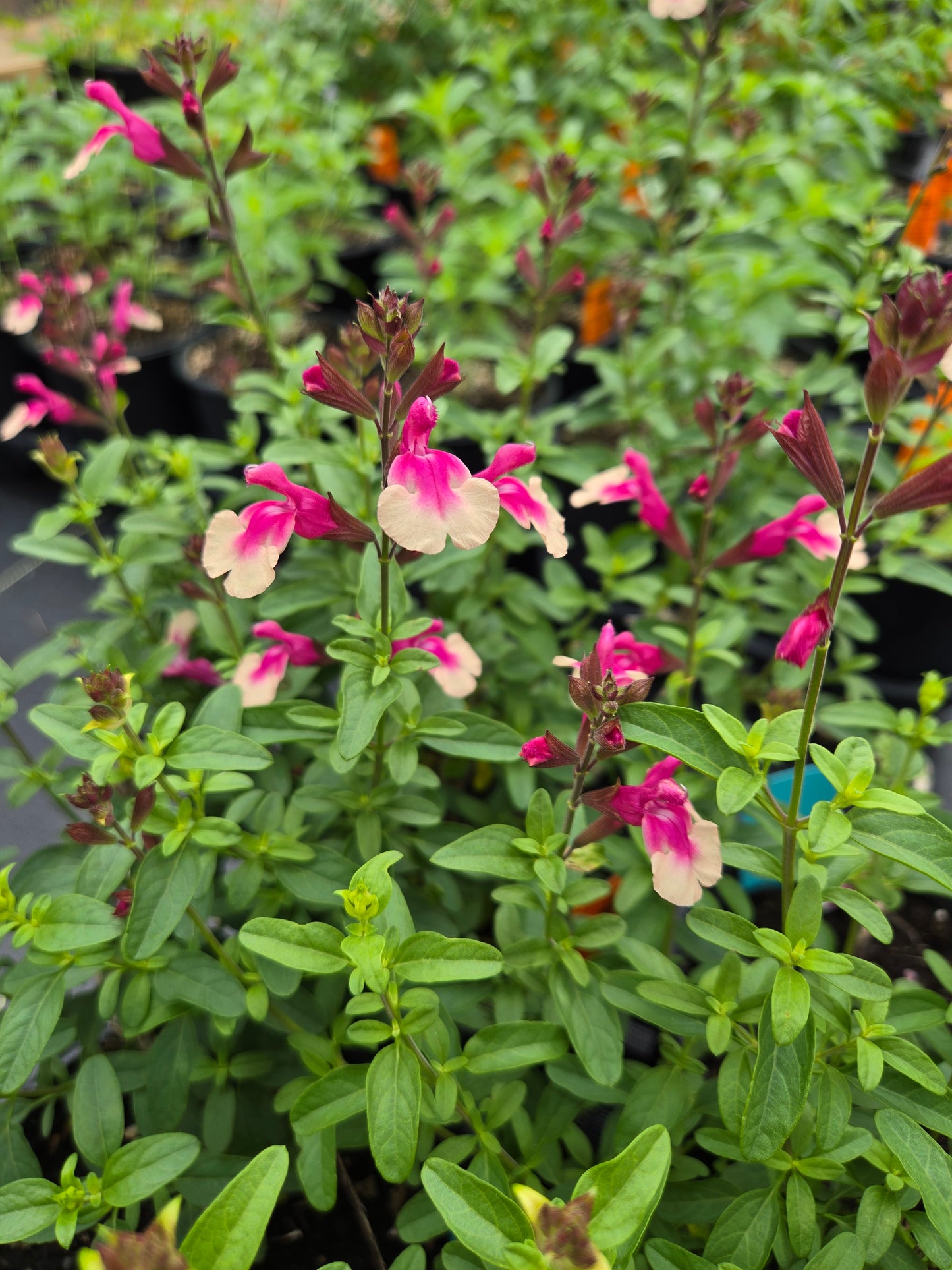 Salvia greggii --Rose and Cream Bicolor Autumn Sage--
