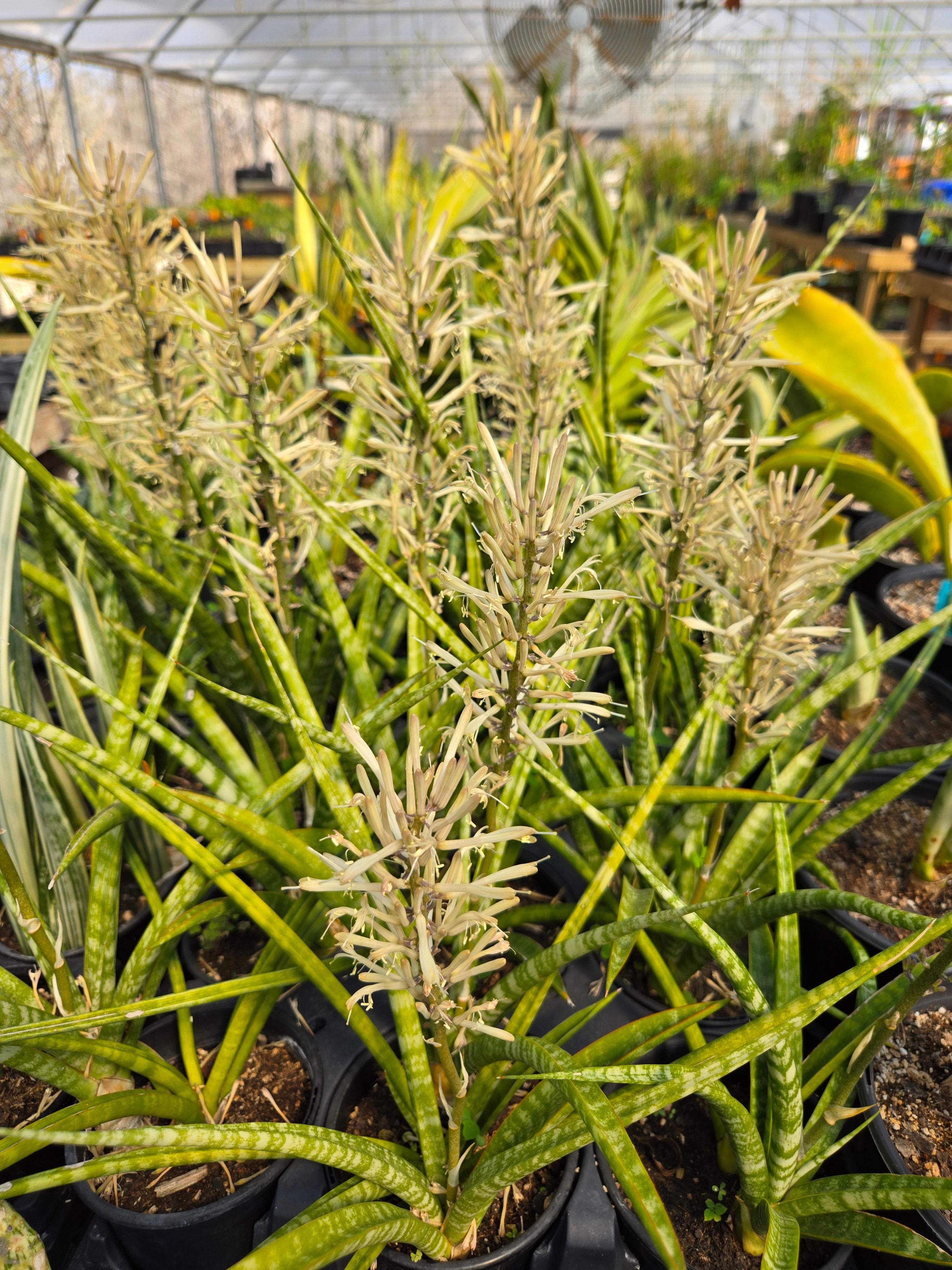 sansevieria fernwood varieties Sansevieria --Fernwood Punk Snake Plant--