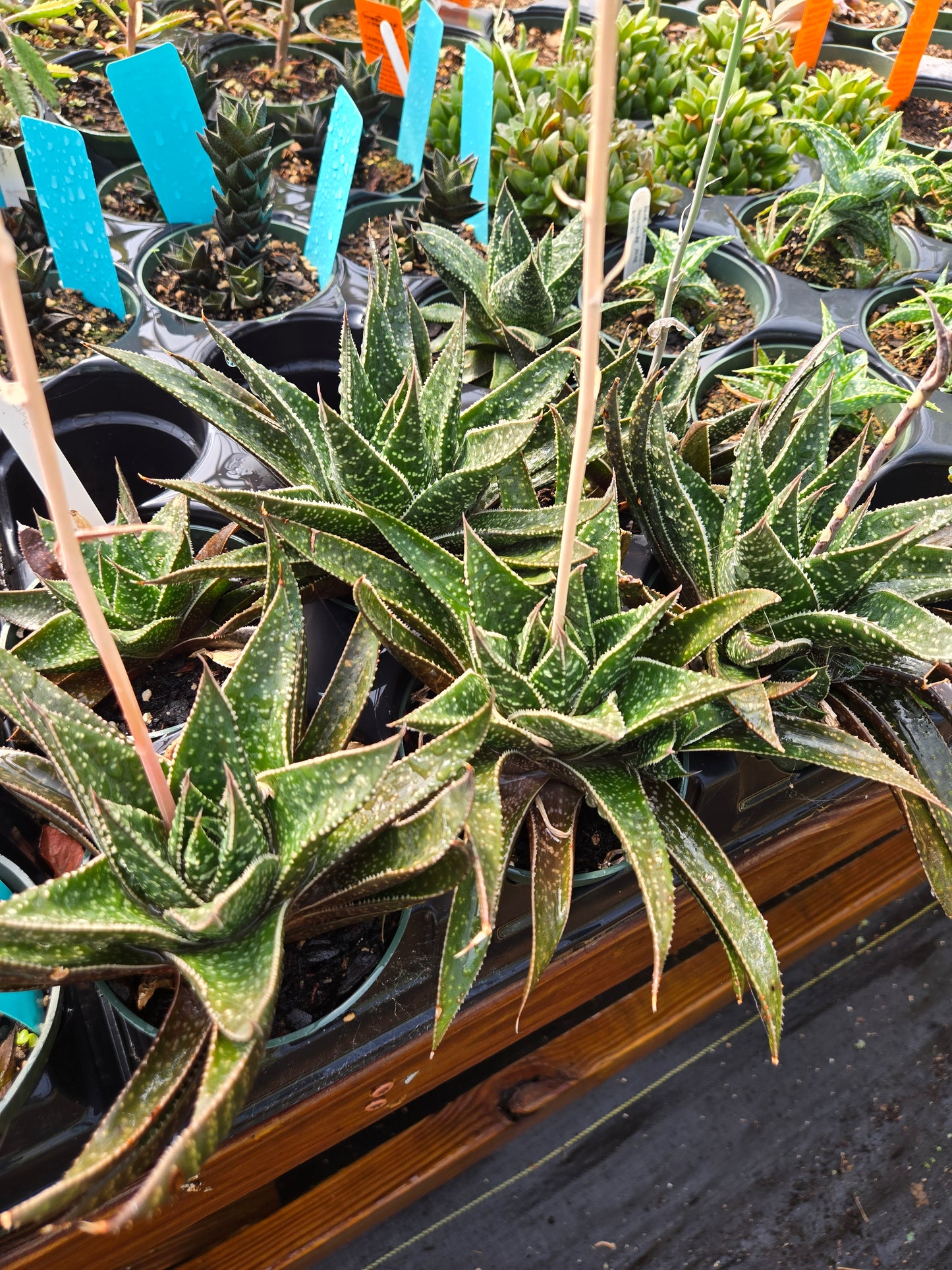Gasteraloe 'Limpopo'
