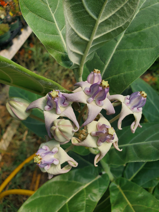 Caltropis gigantea --Giant Milkweed--