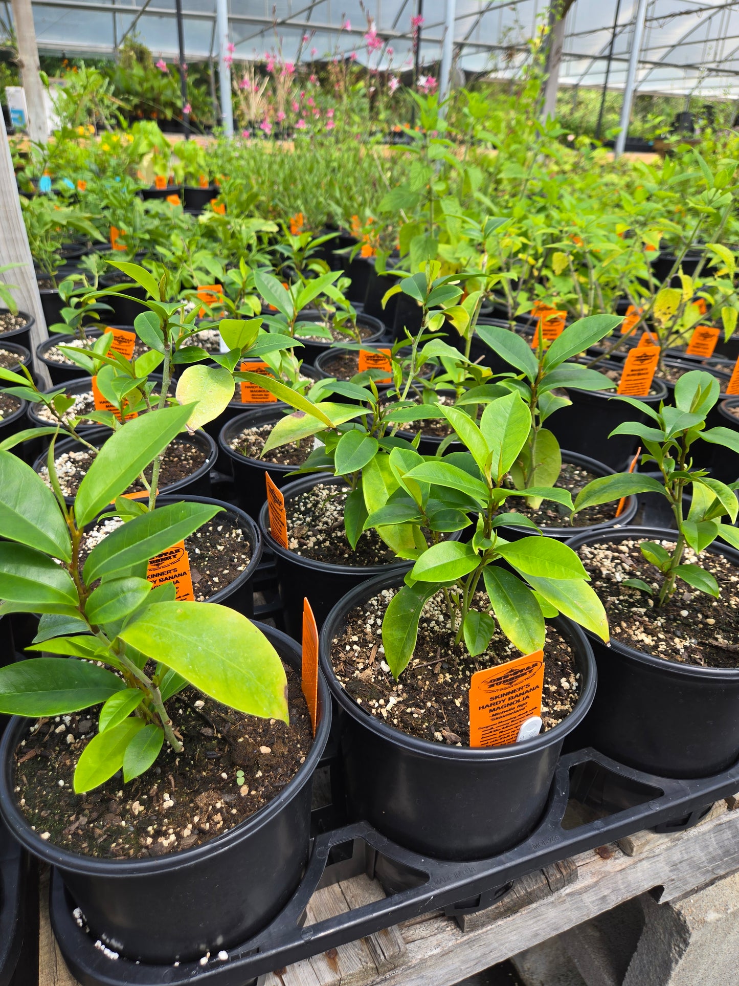Michelia figo 'Skinneriana' --Skinner's Hardy Banana Magnolia--