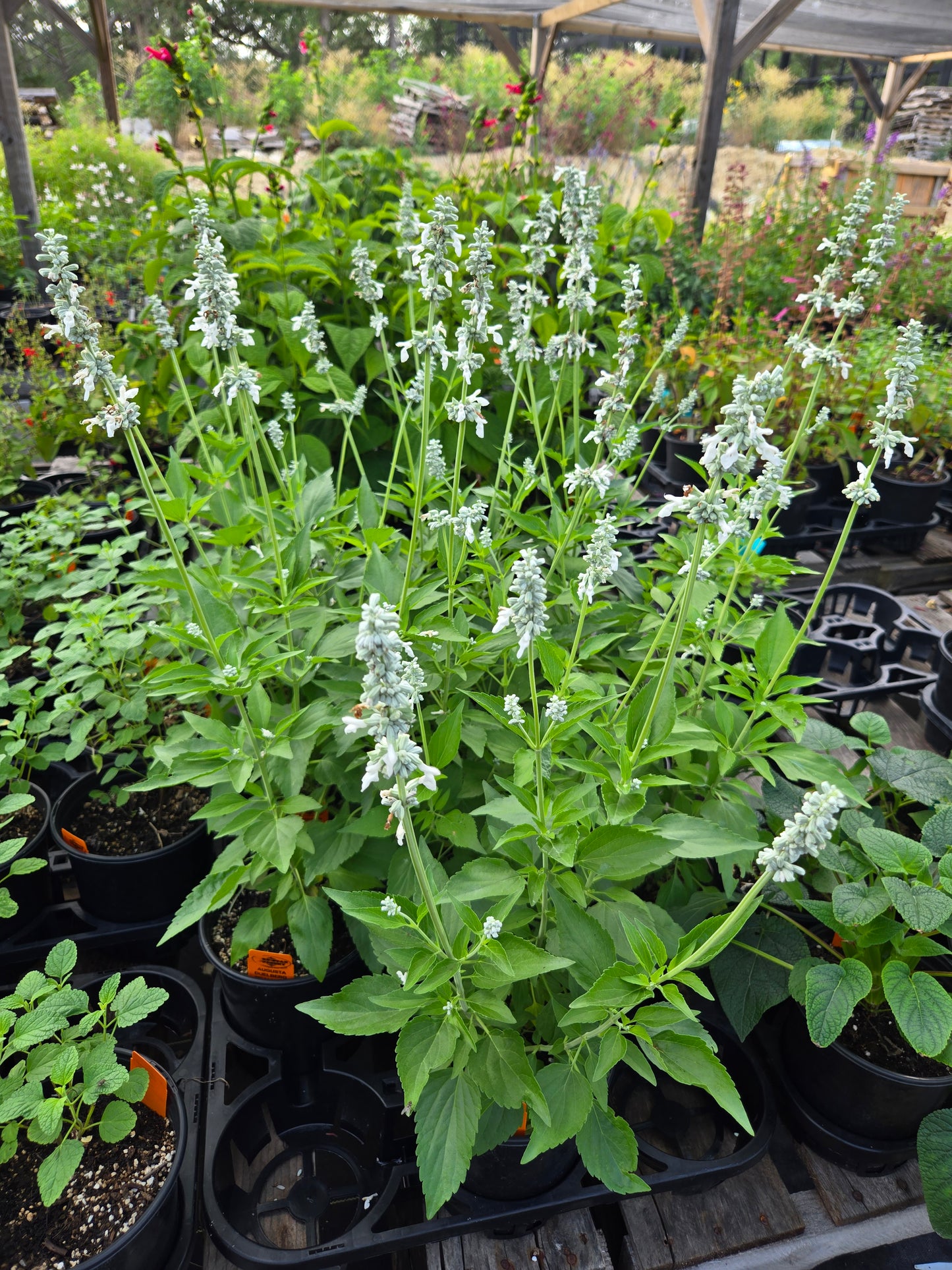 Salvia farinacea --Mealycup Augusta Duelberg Sage--